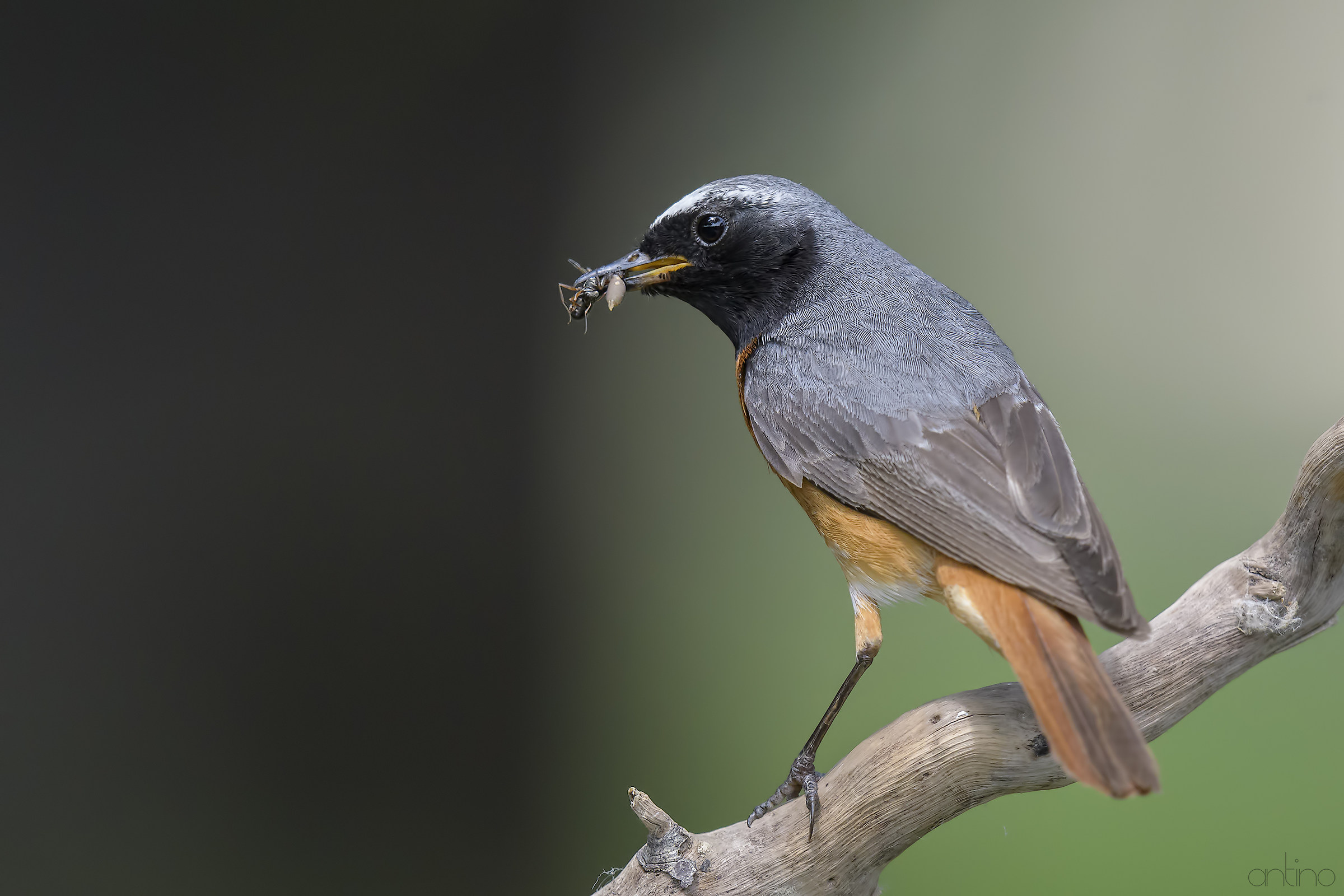 of male redstart