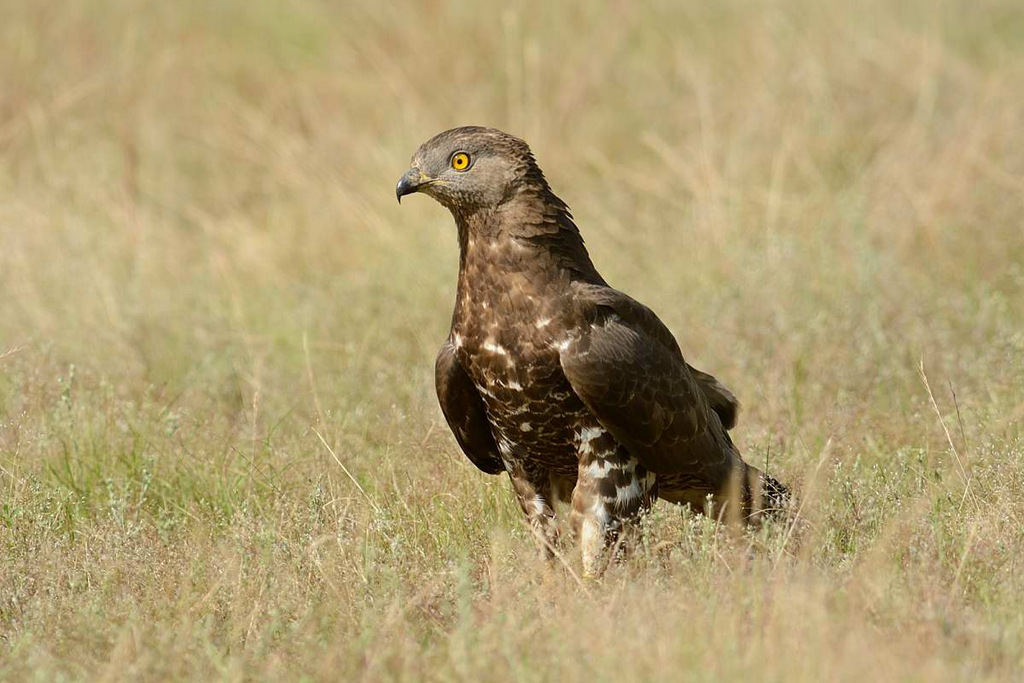 honey buzzard