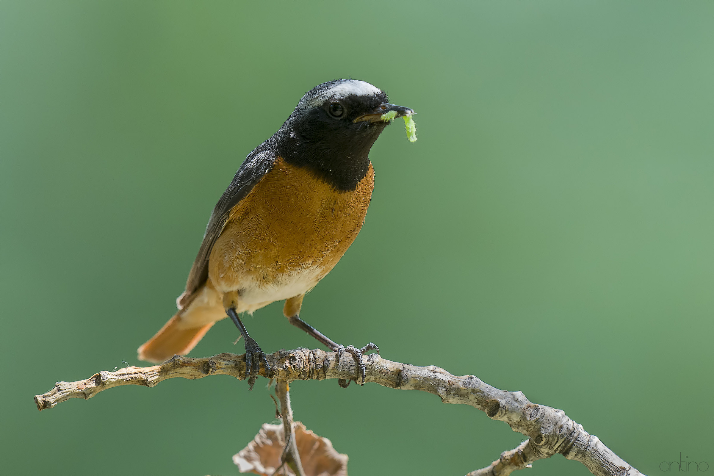 Redstart