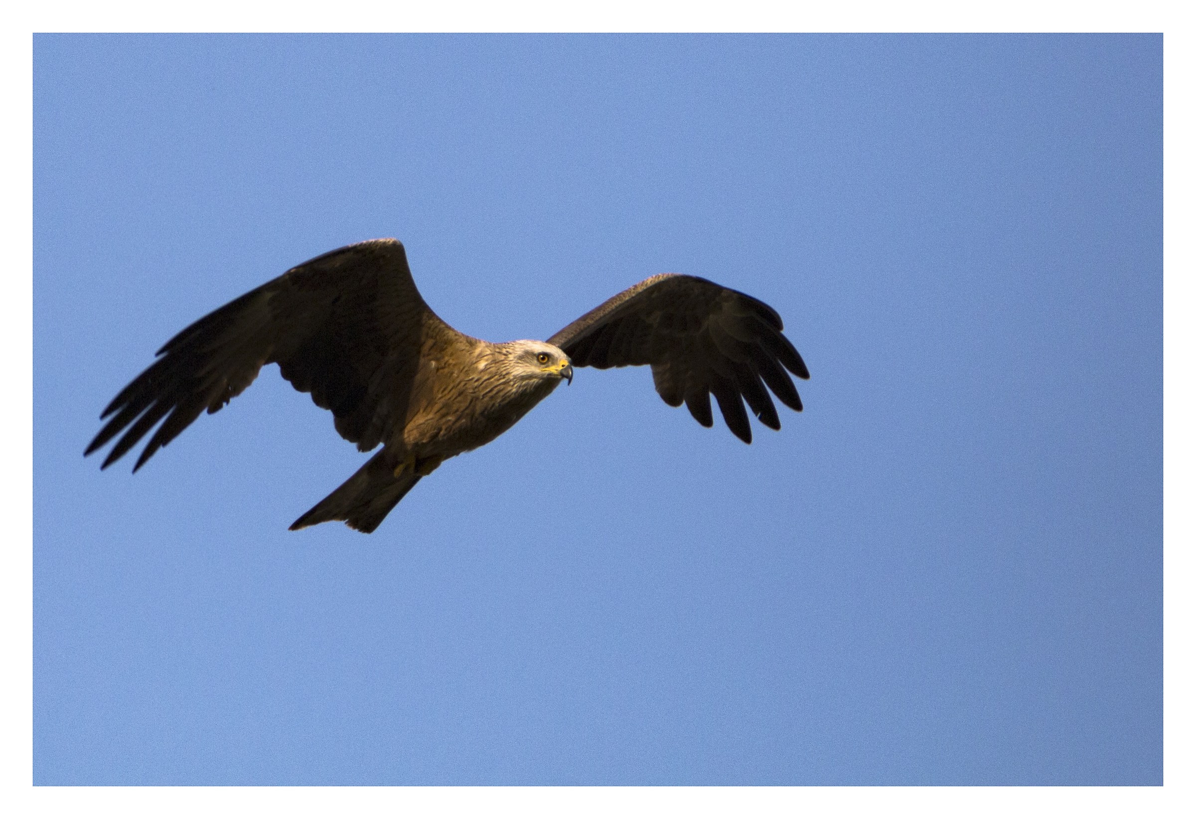 black kite