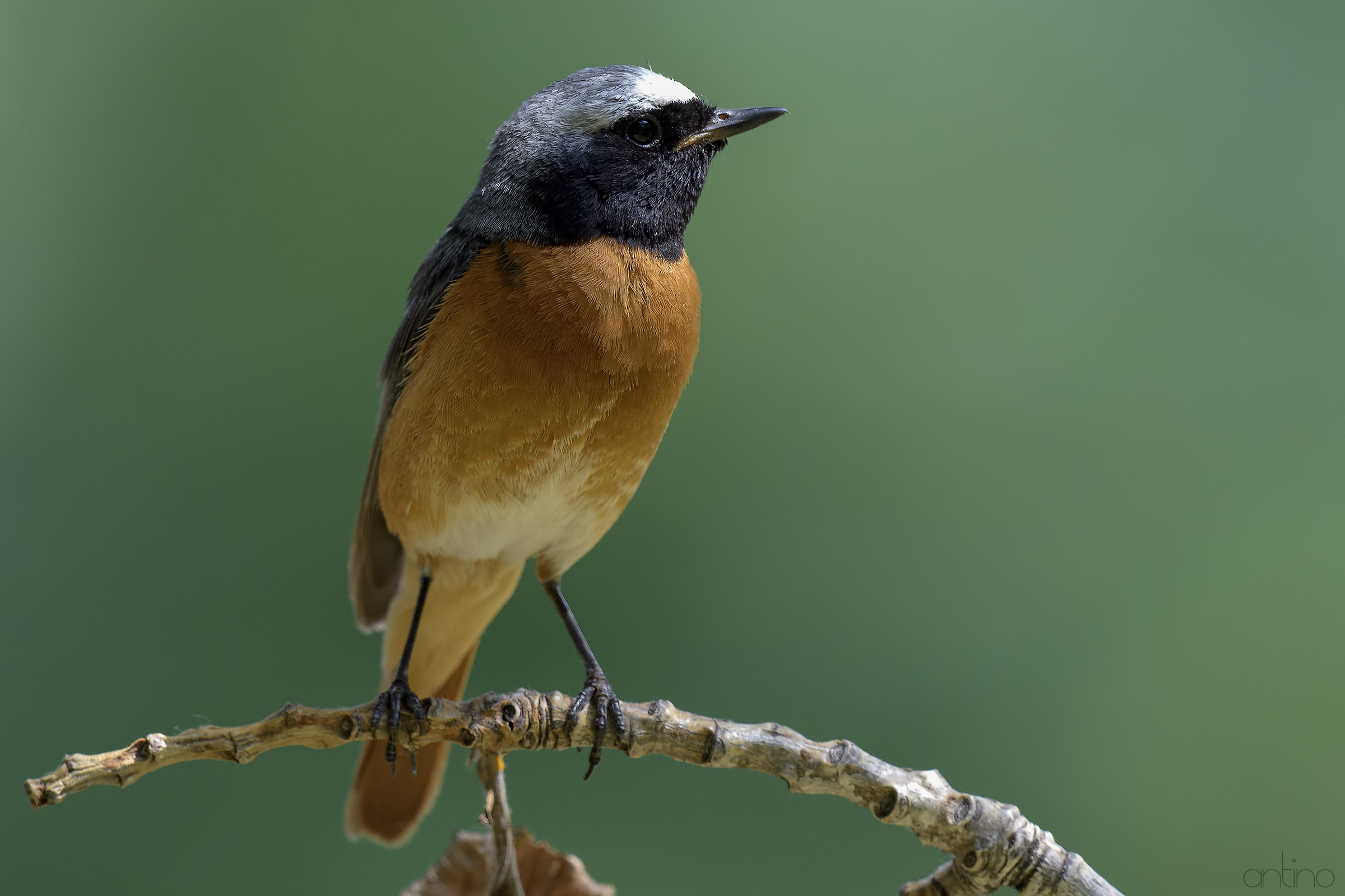 Redstart