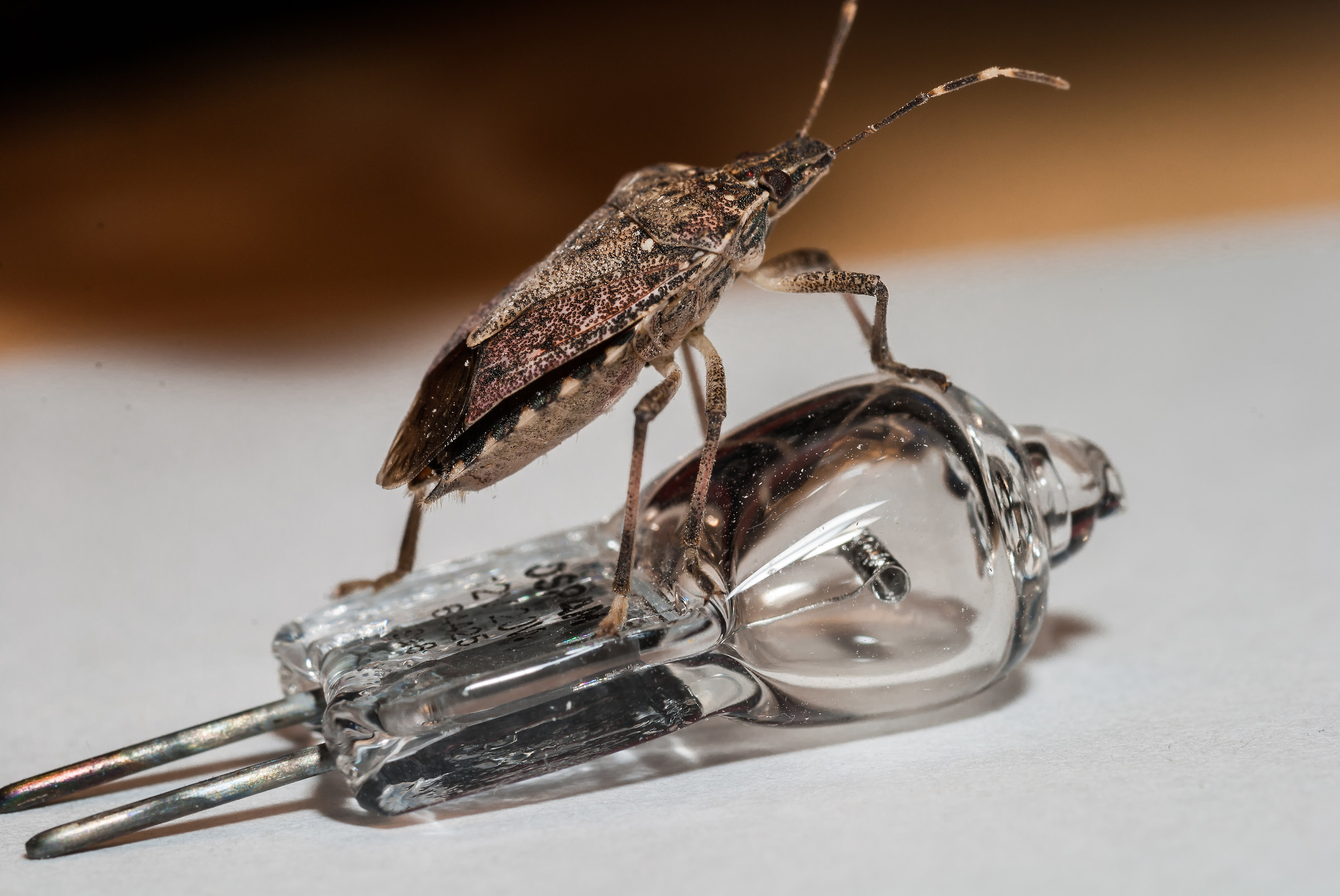 bug on the bulb