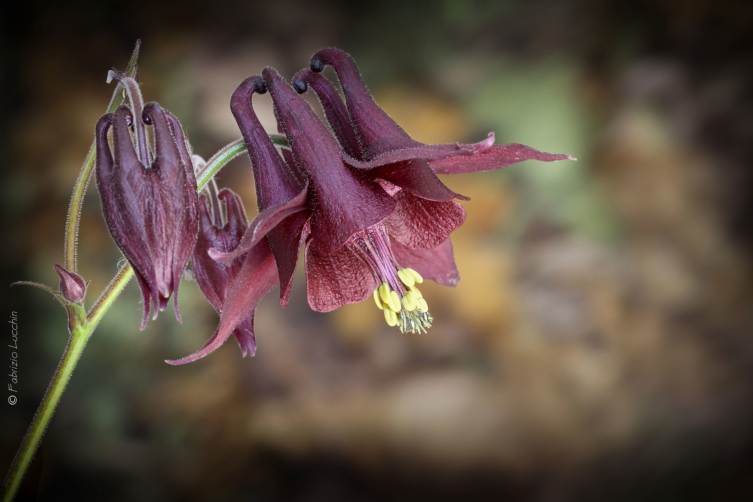 Aquilegia atrata