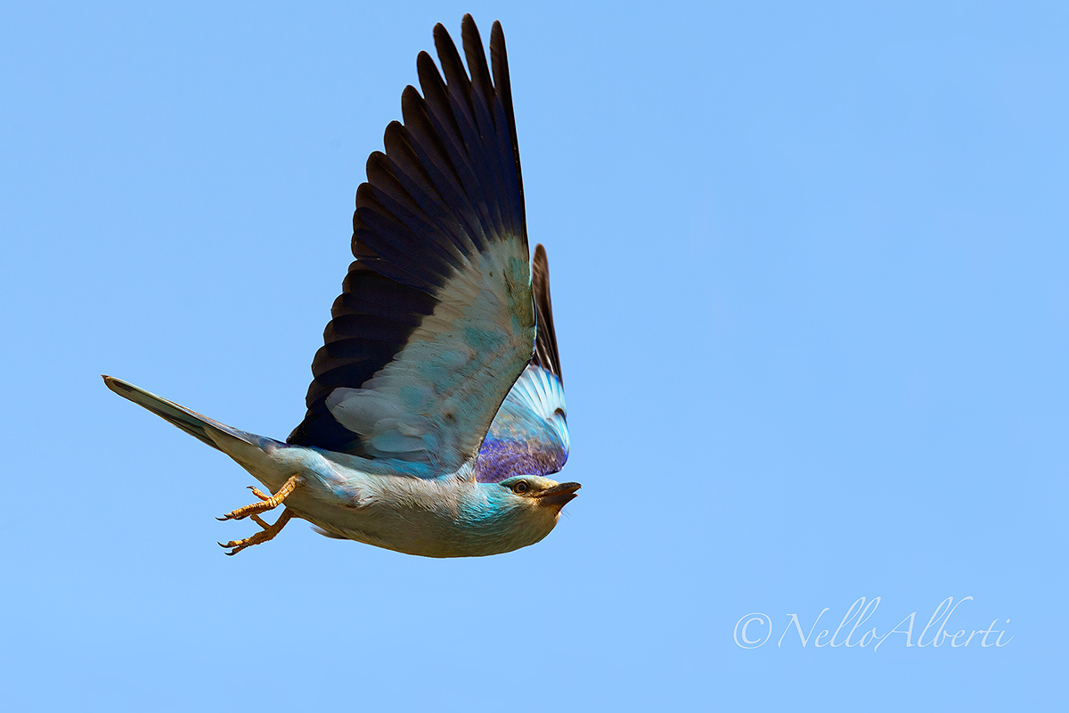 ghiandaia marina in volo