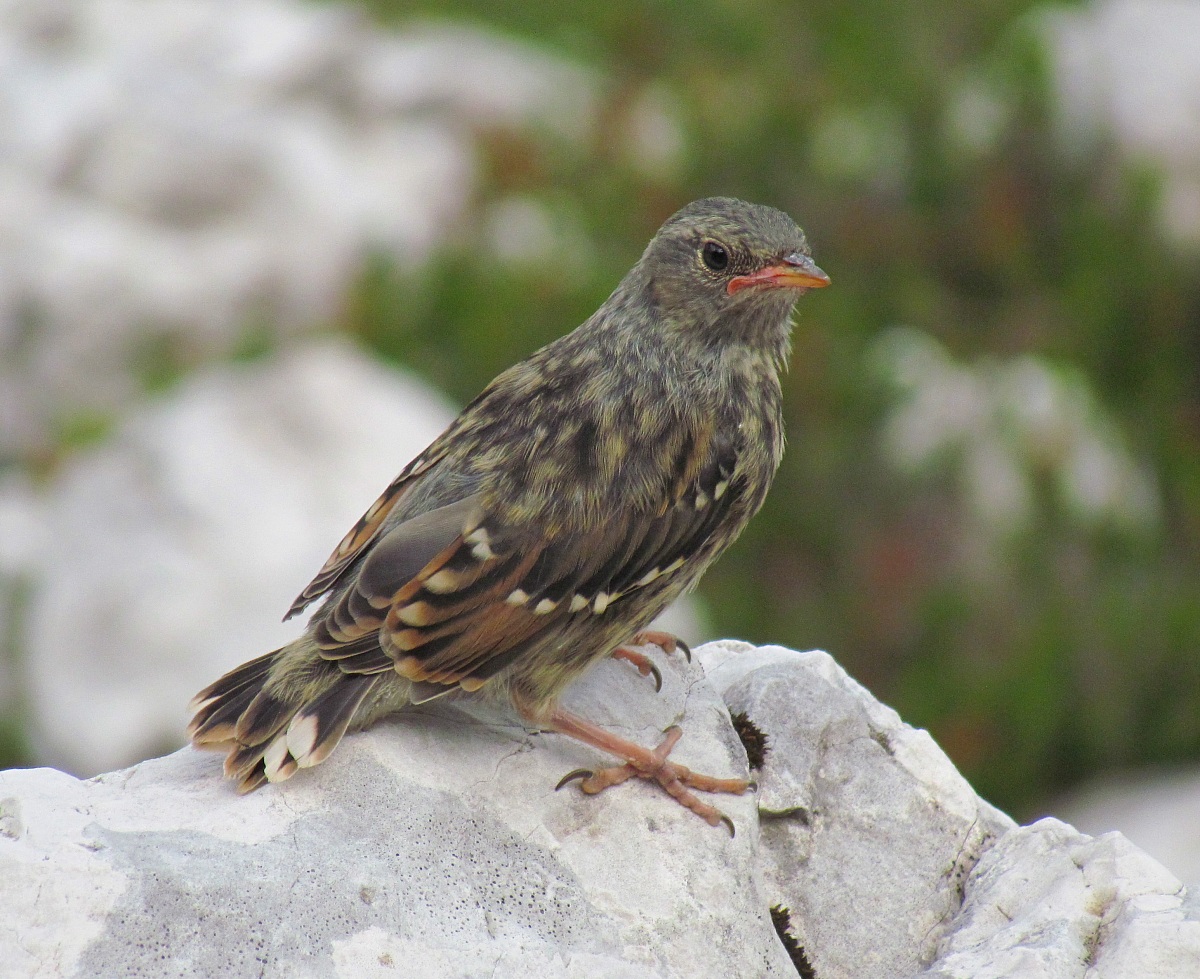 Smaller than Accentor