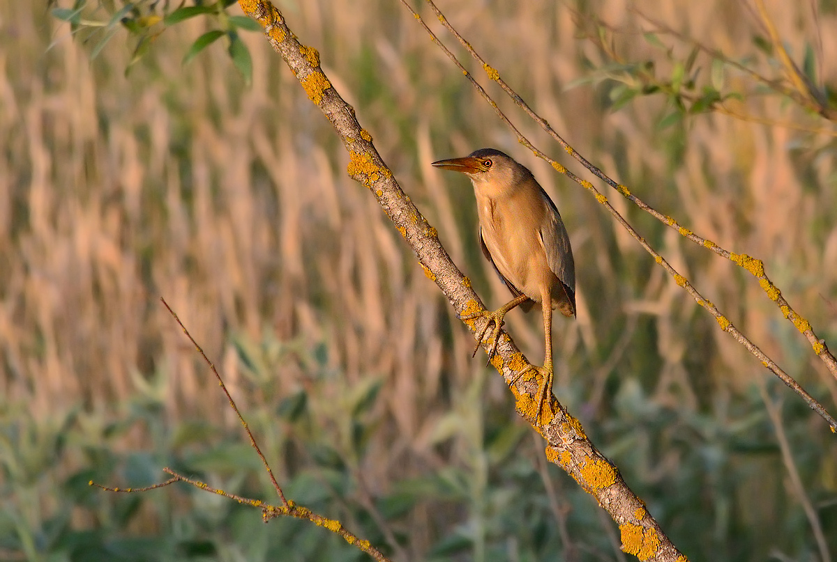 The sunset in the reeds