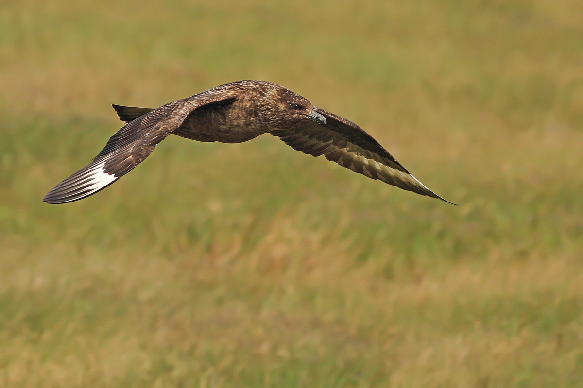 Stercorario maggiore