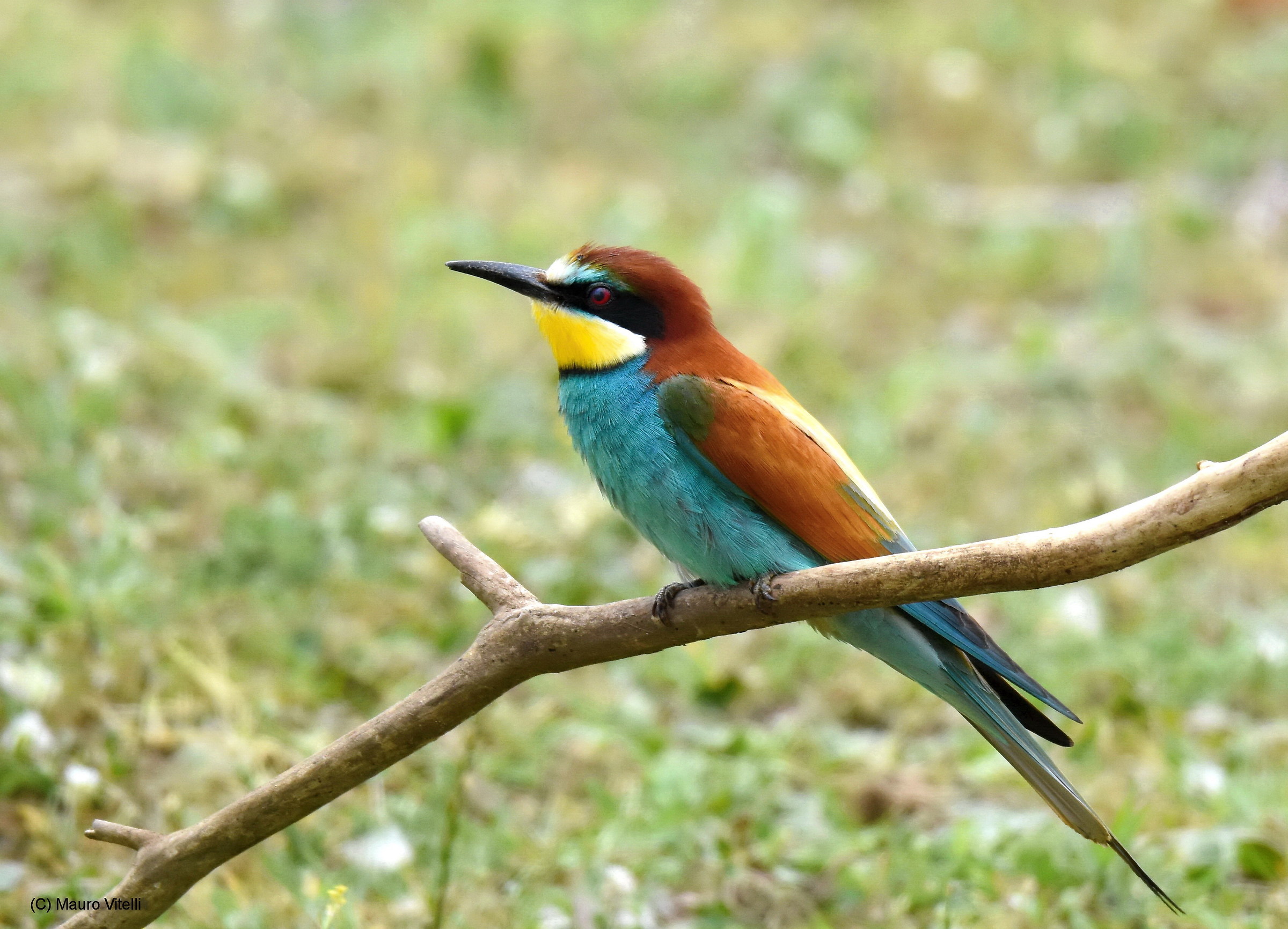 Bee Eater