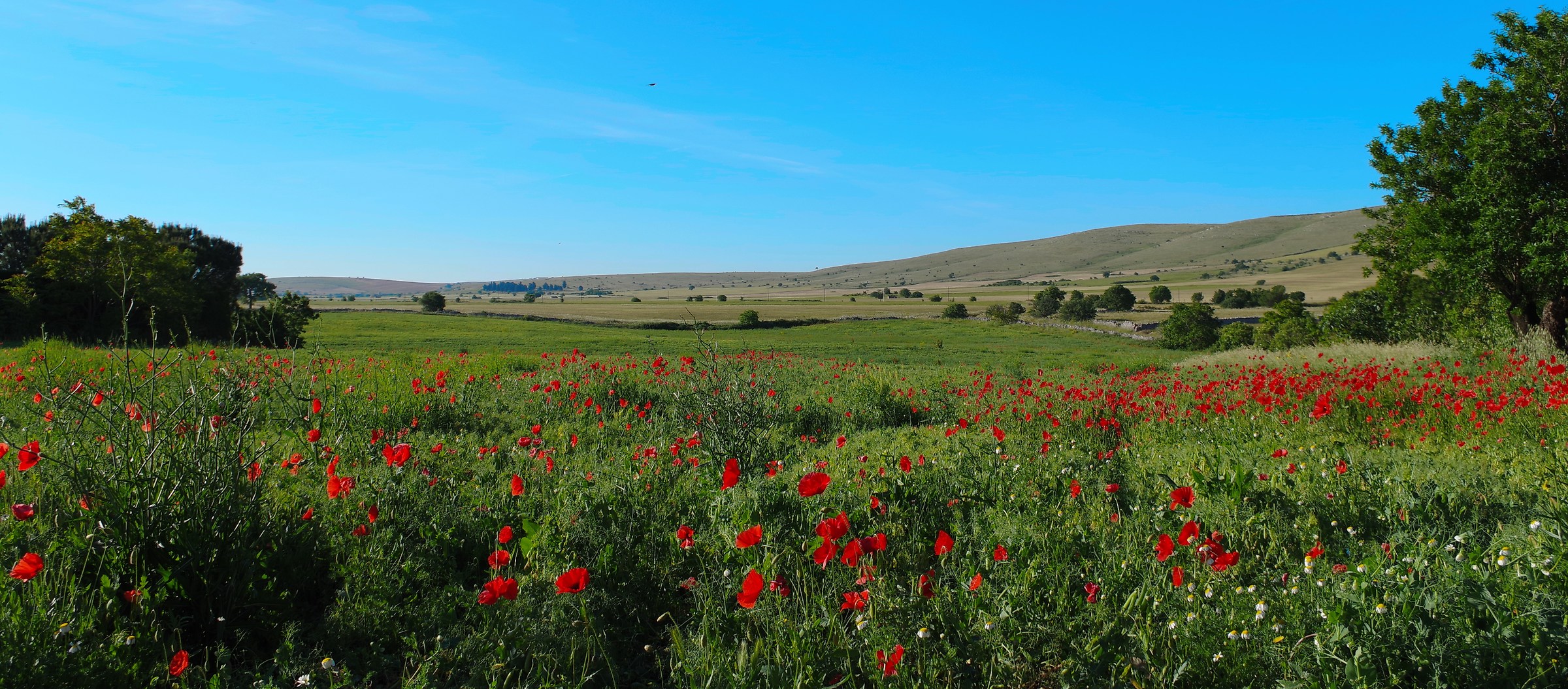 puglise-Murgia landscape