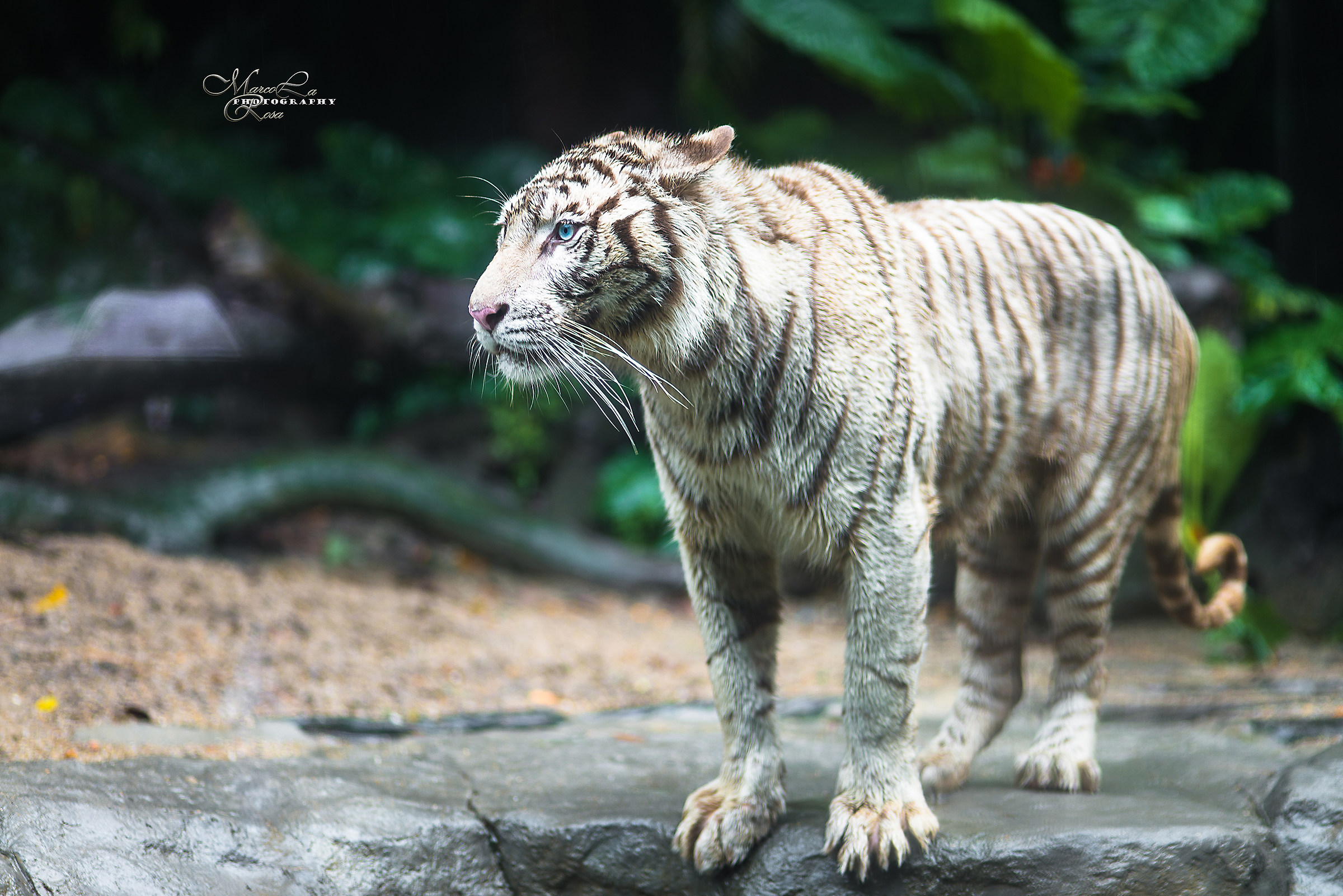 white tiger