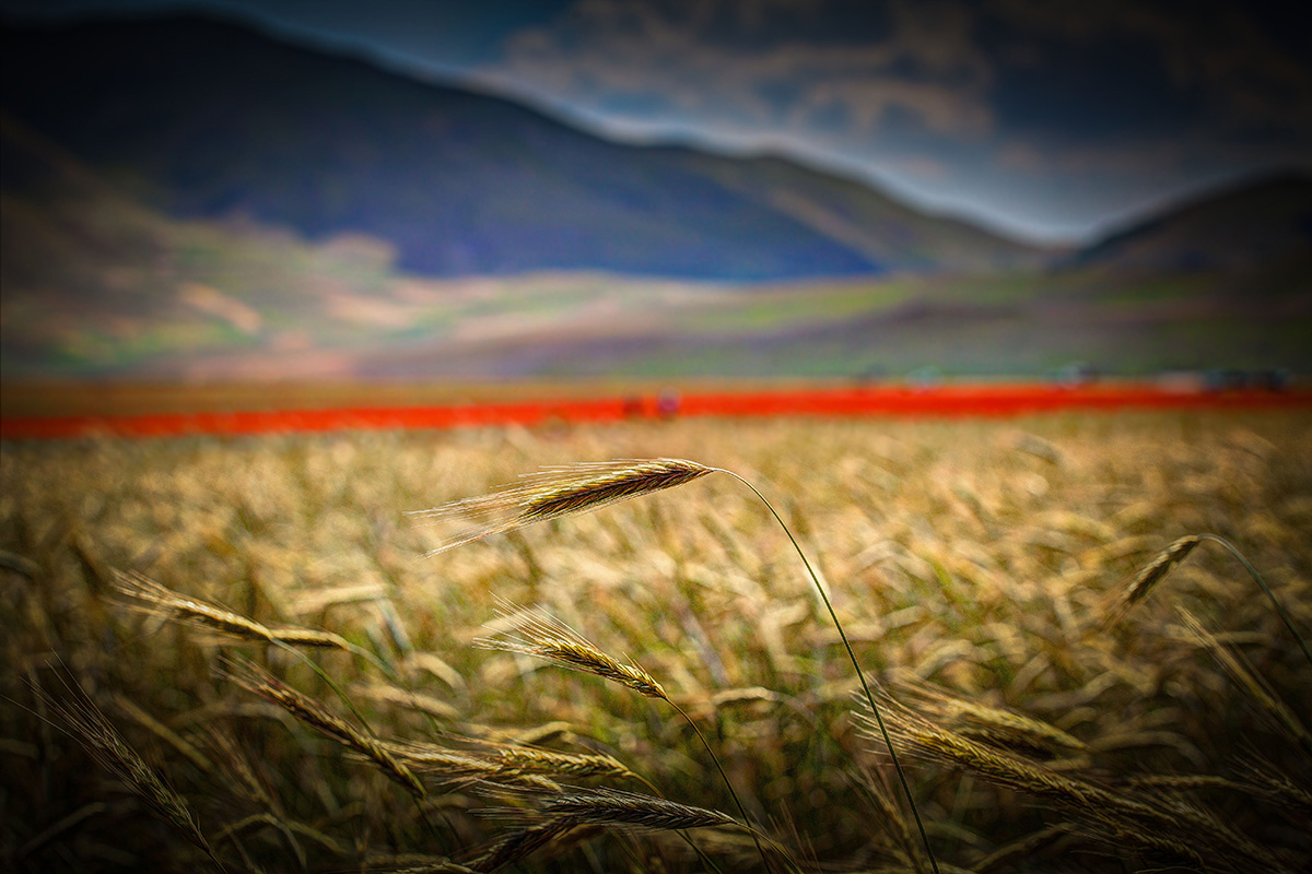 castelluccio