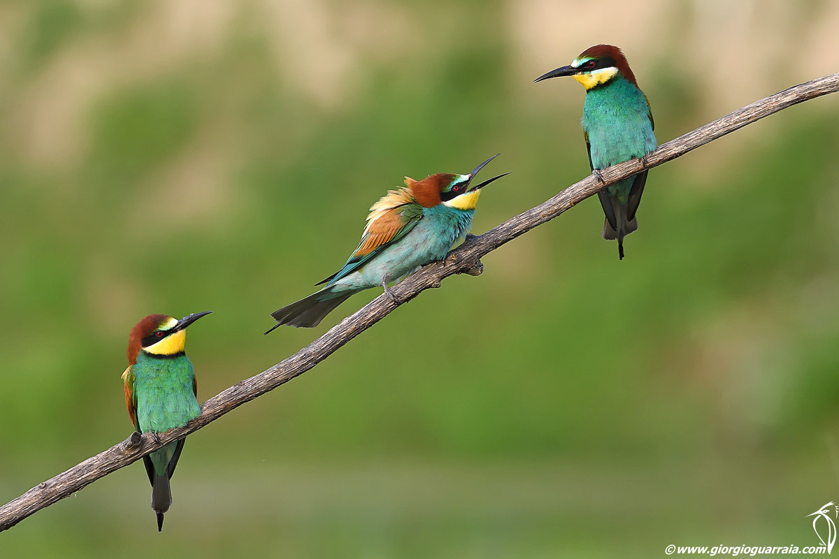 Bee eaters