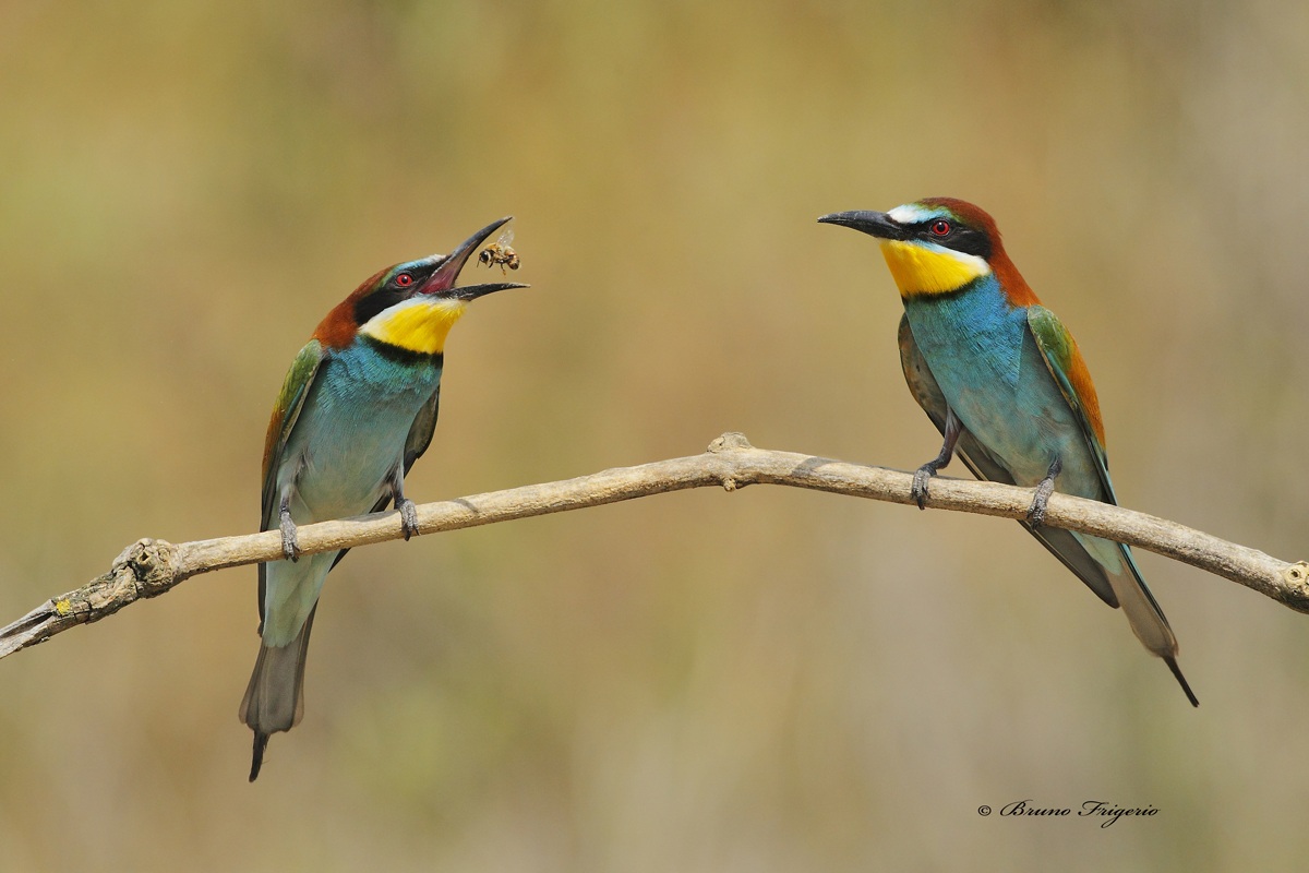 the juggler and the viewer