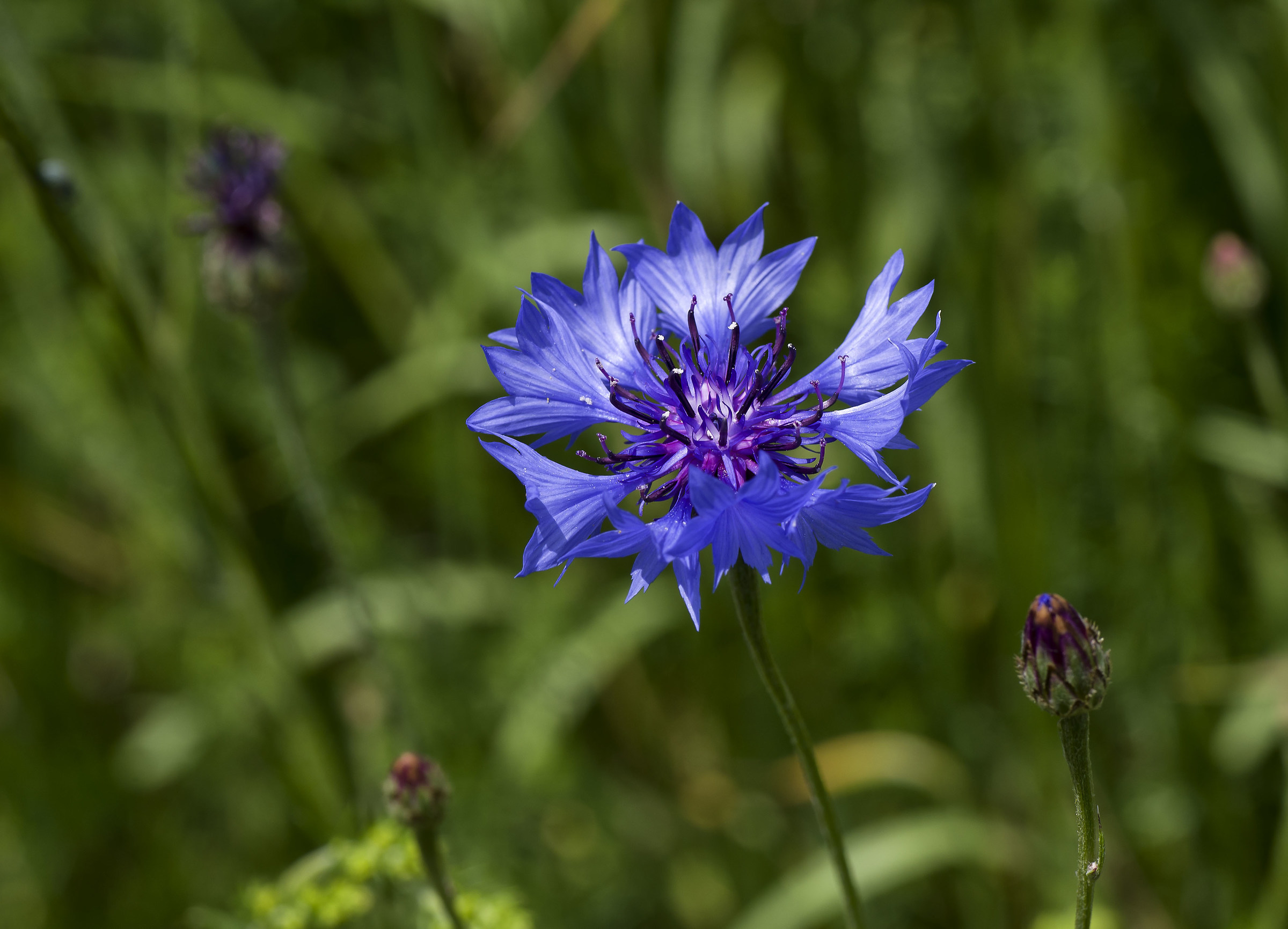 Cornflower