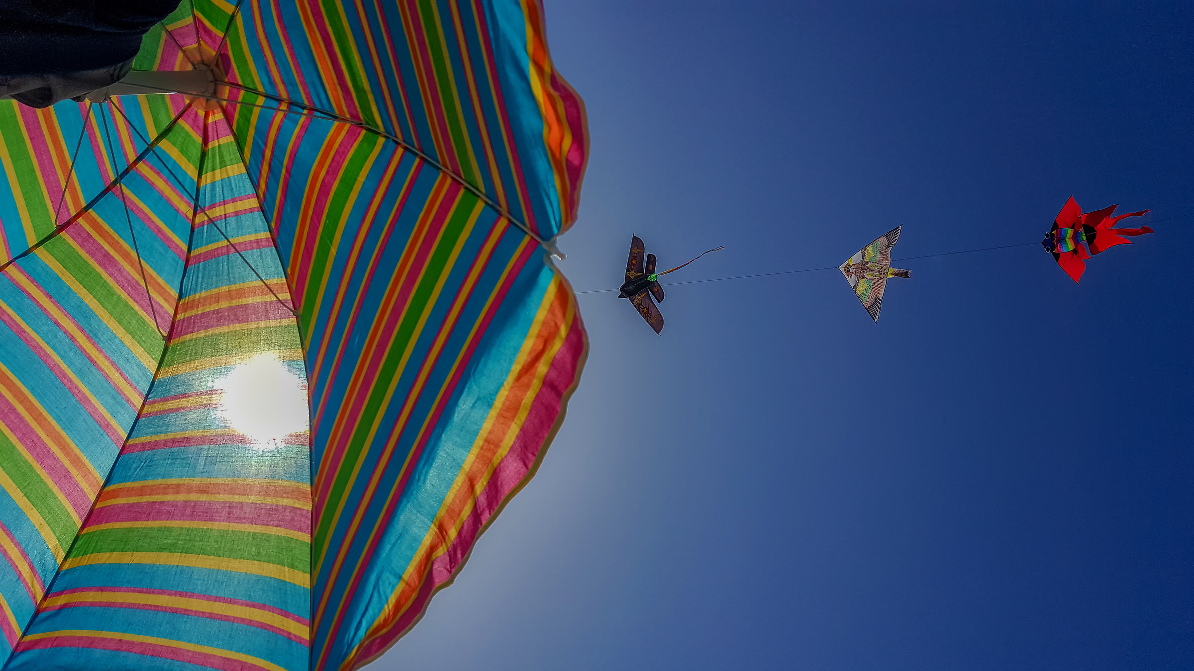 Migratory / Migratory