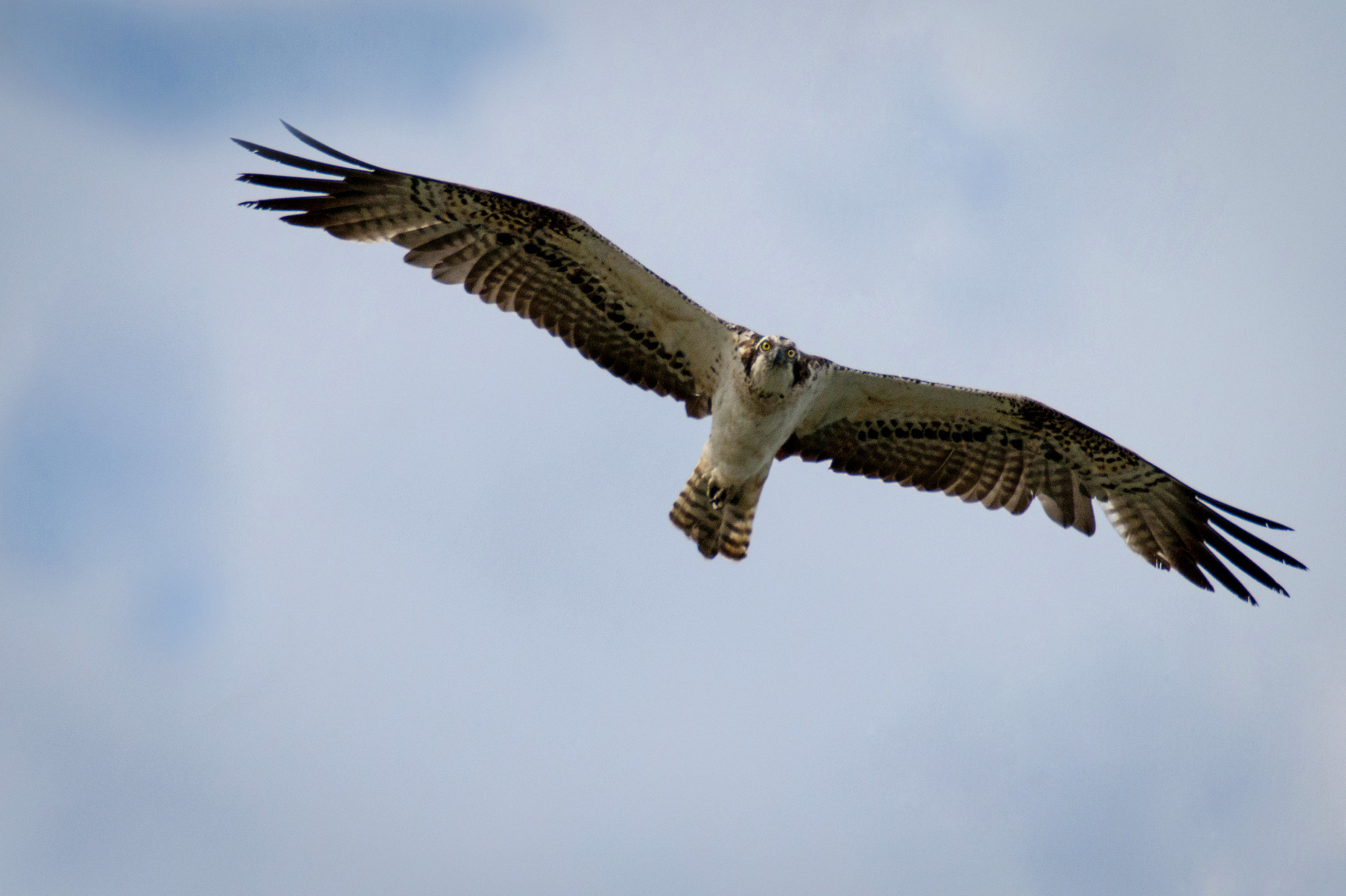 Falco pescatore in volo