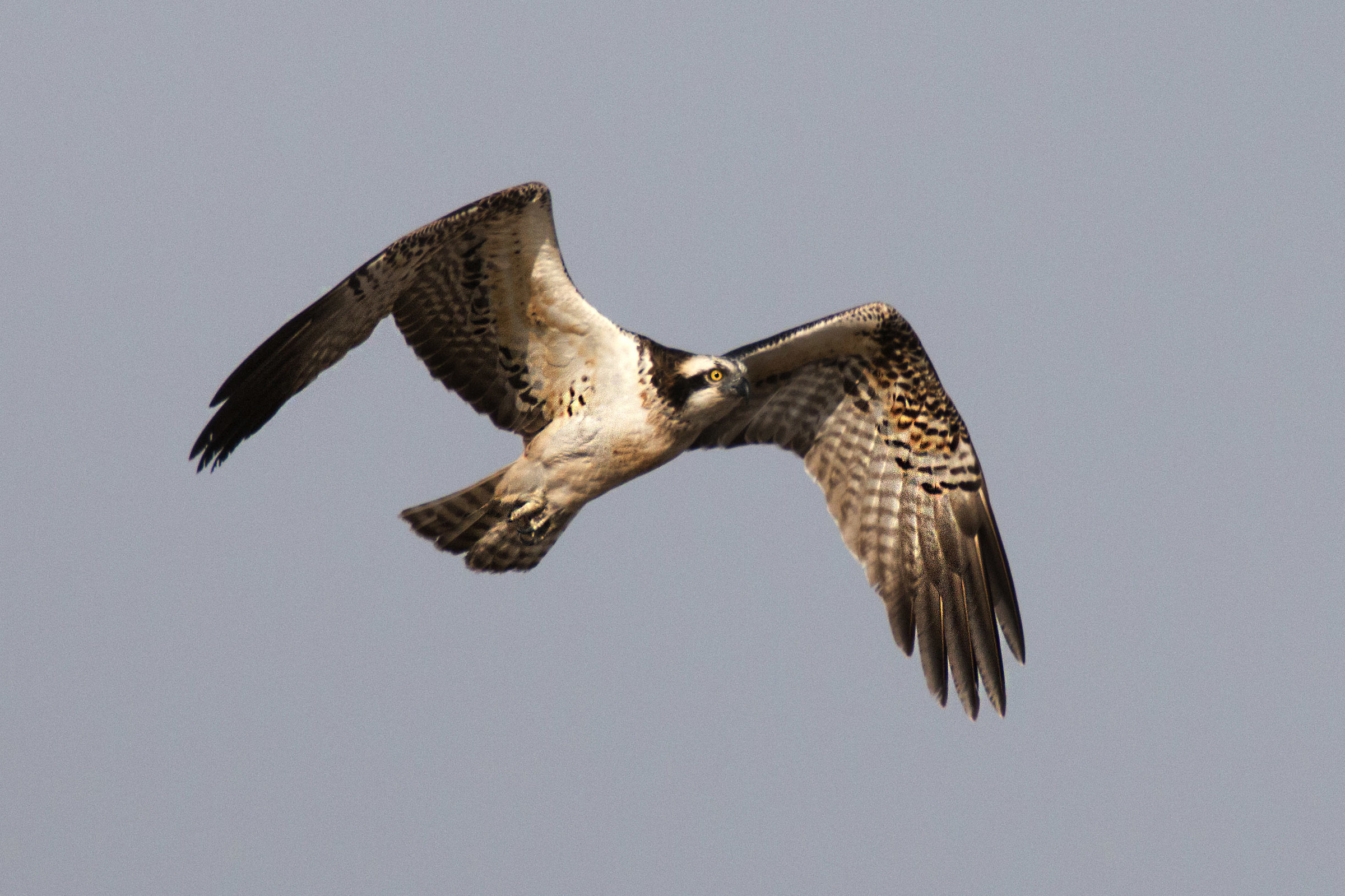 Falco pescatore in volo