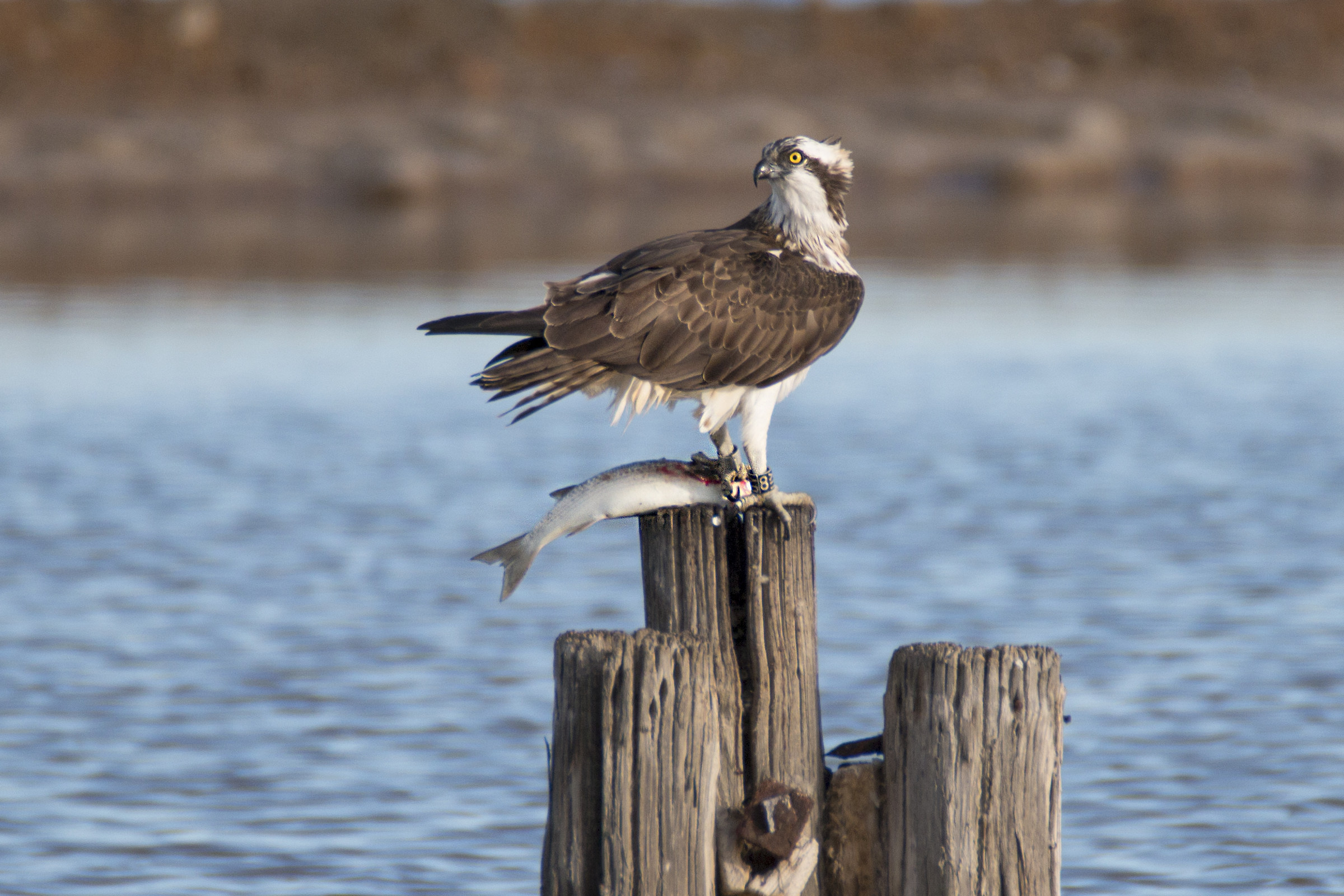 Falco pescatore con preda