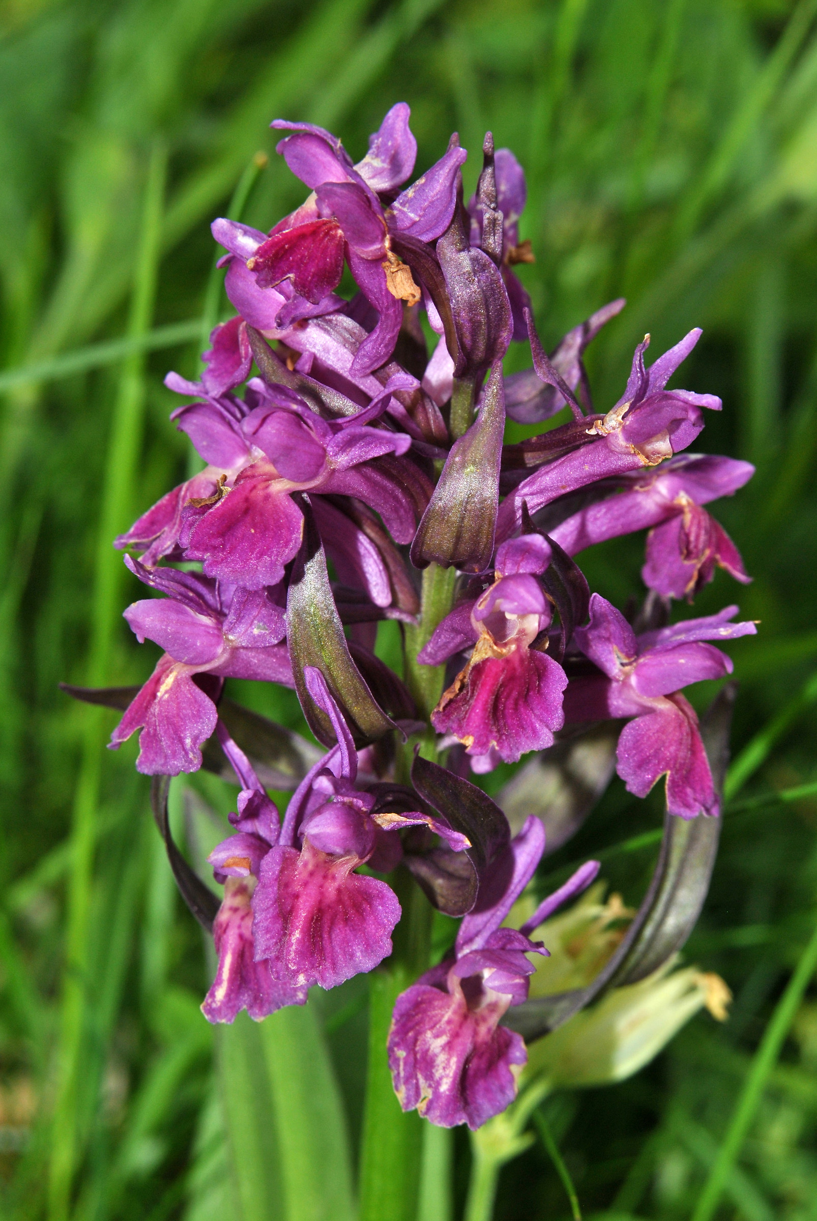 Dactylorhiza Sambucina