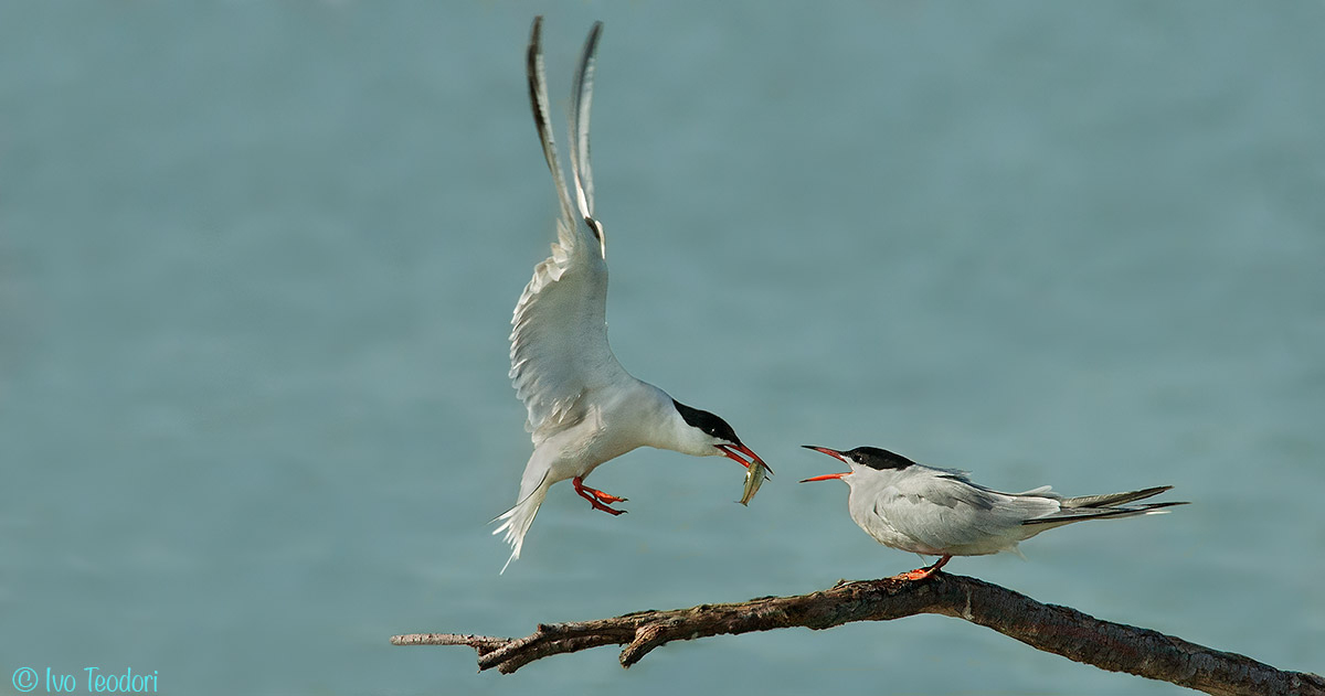 Tern: courtship ritual.