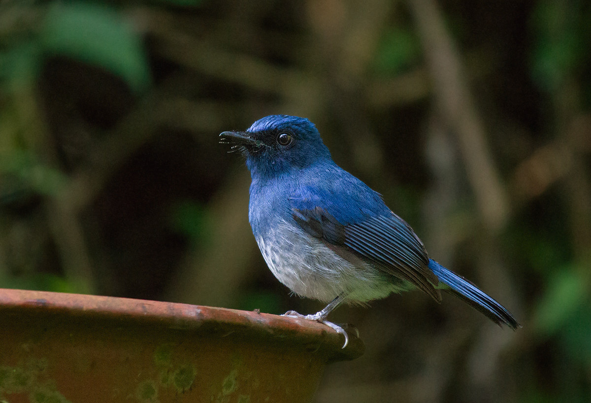 White-bellied Blue flycatcher.