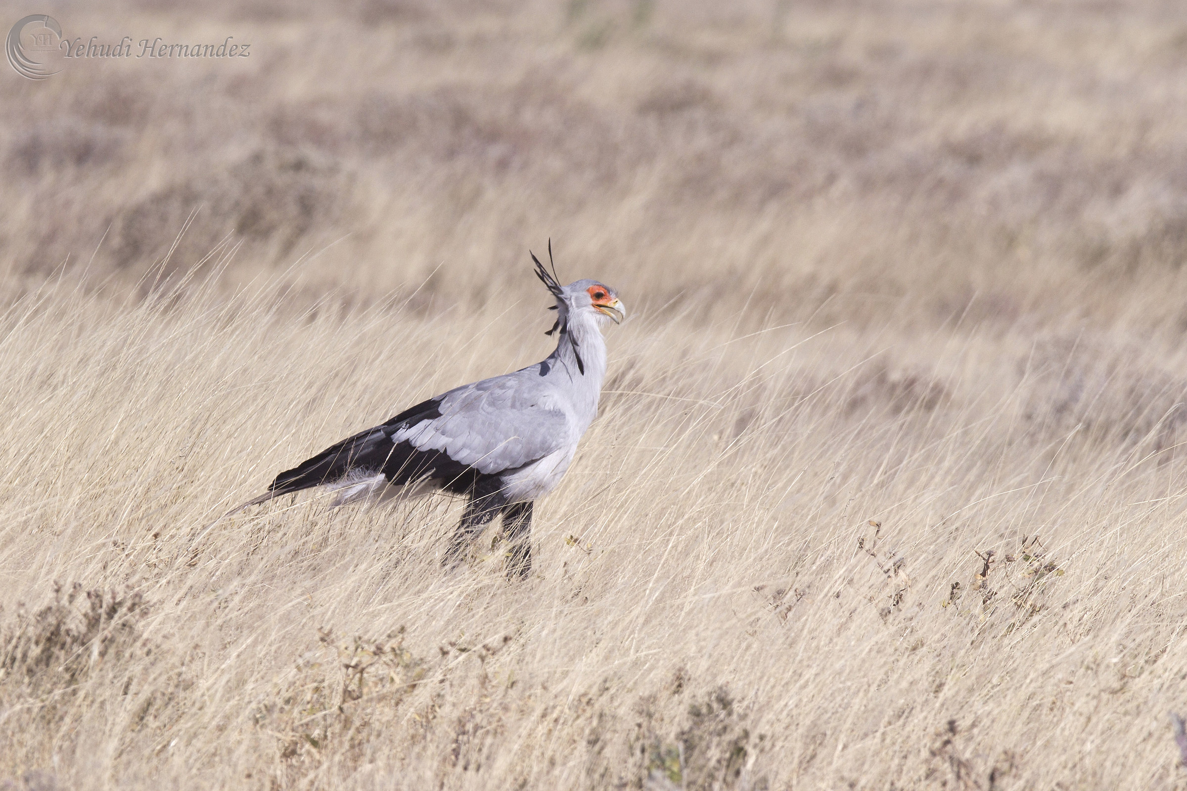 Secretary bird