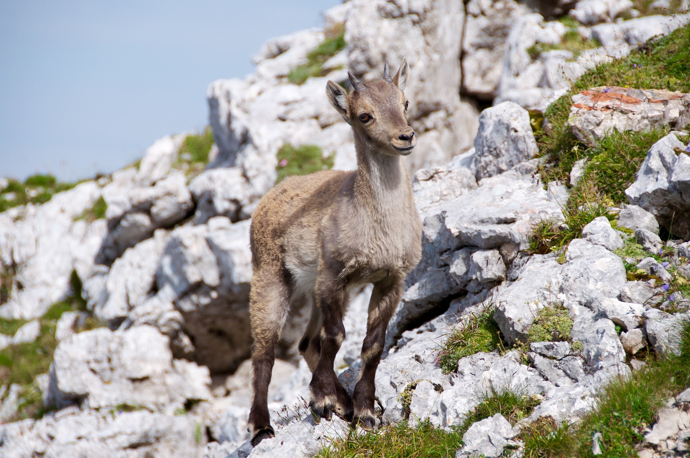 Cucciolo di stambecco