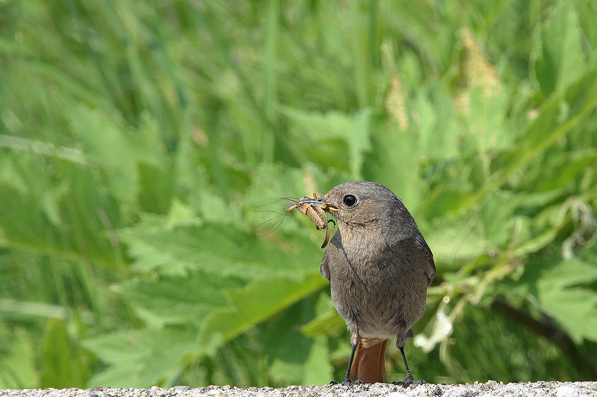 female redstart