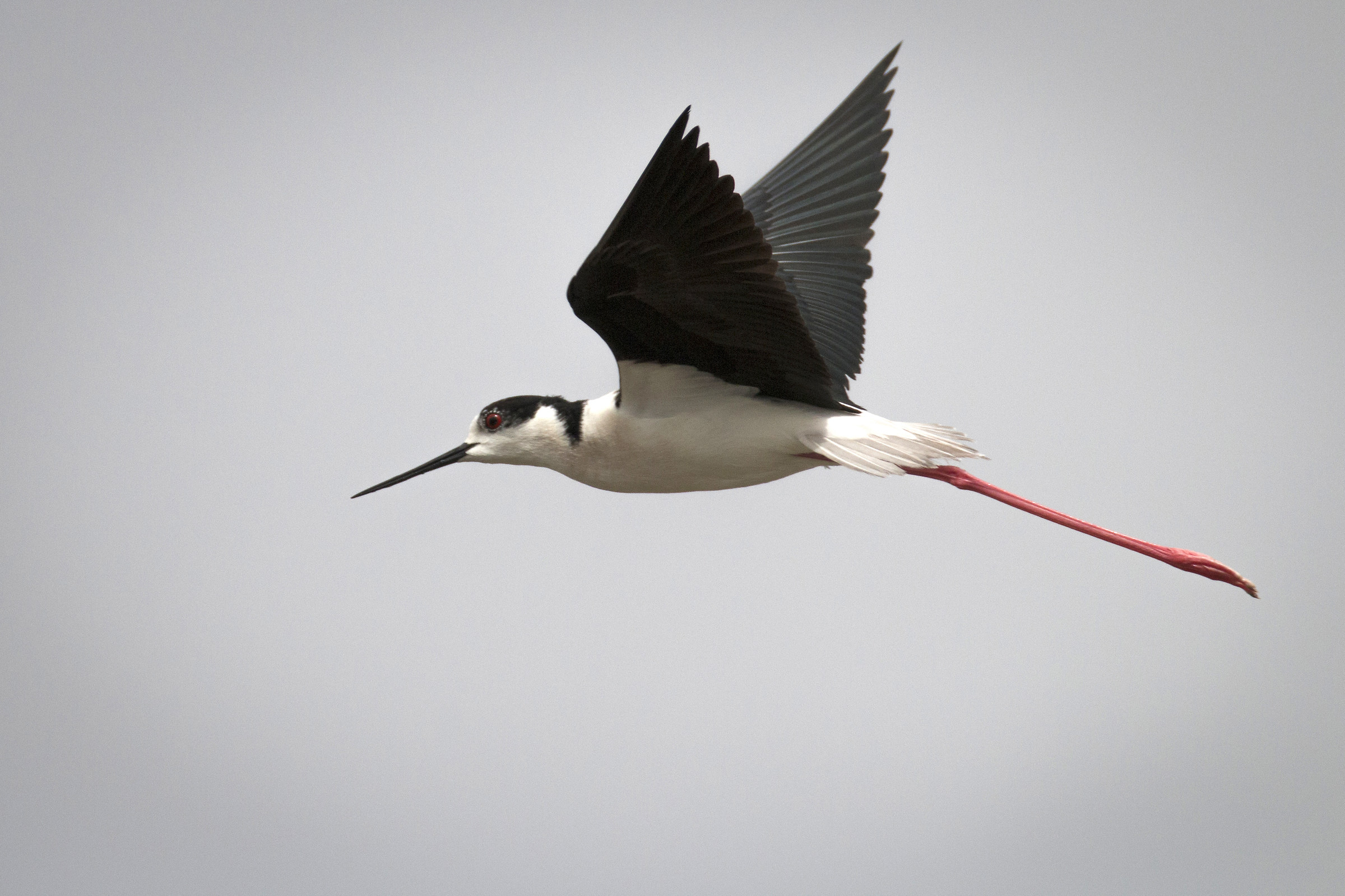 Cavaliere d'italia in volo