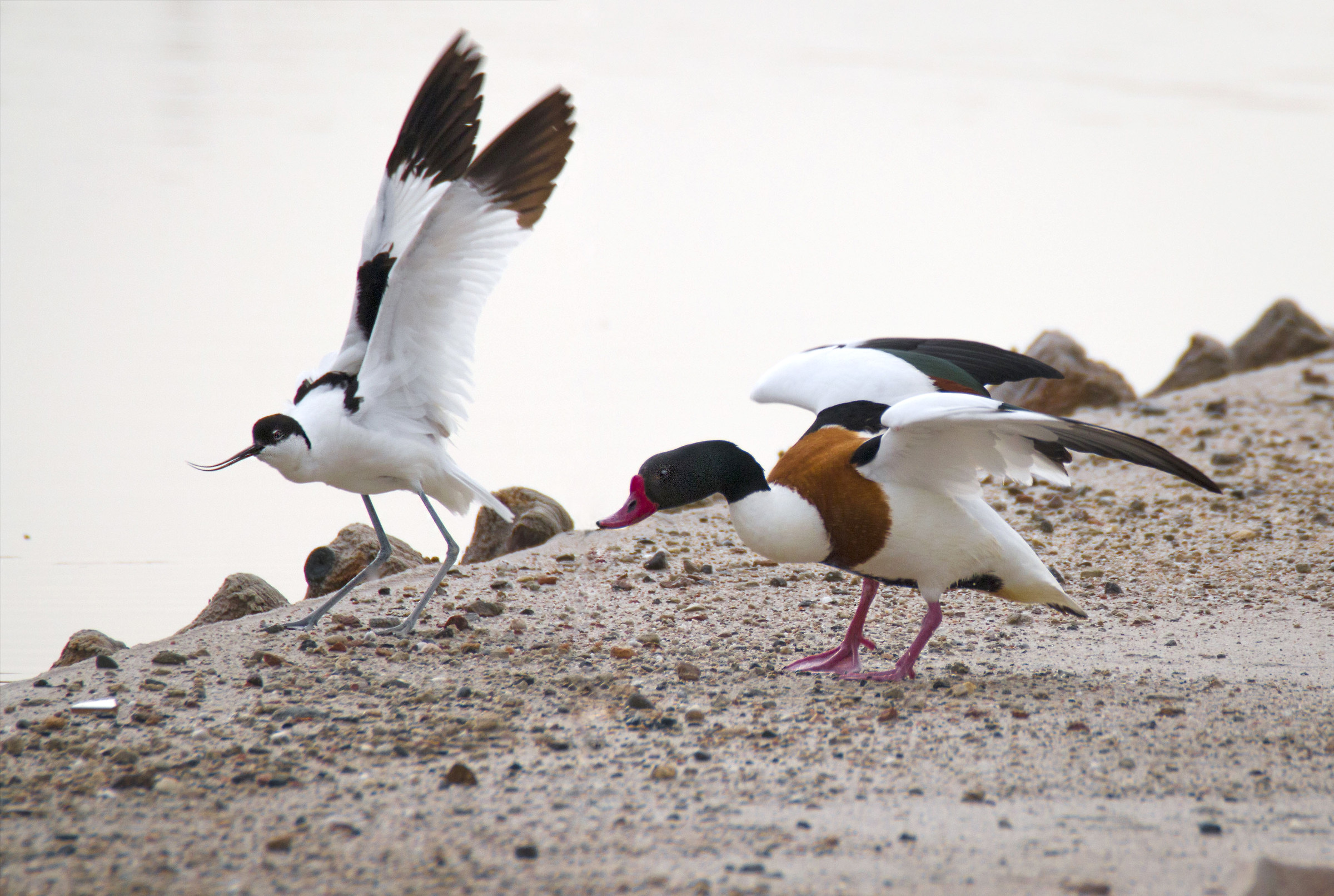 Avocetta contro Volpoca