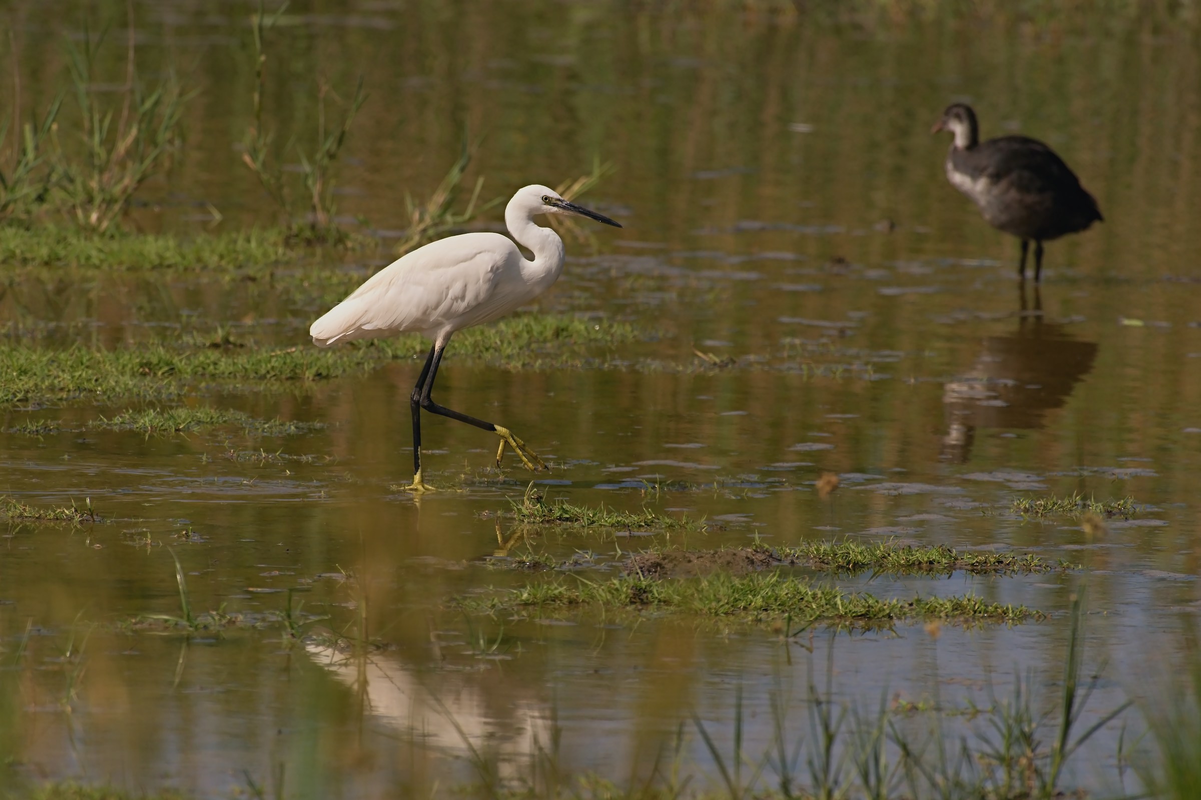 Egret Egret