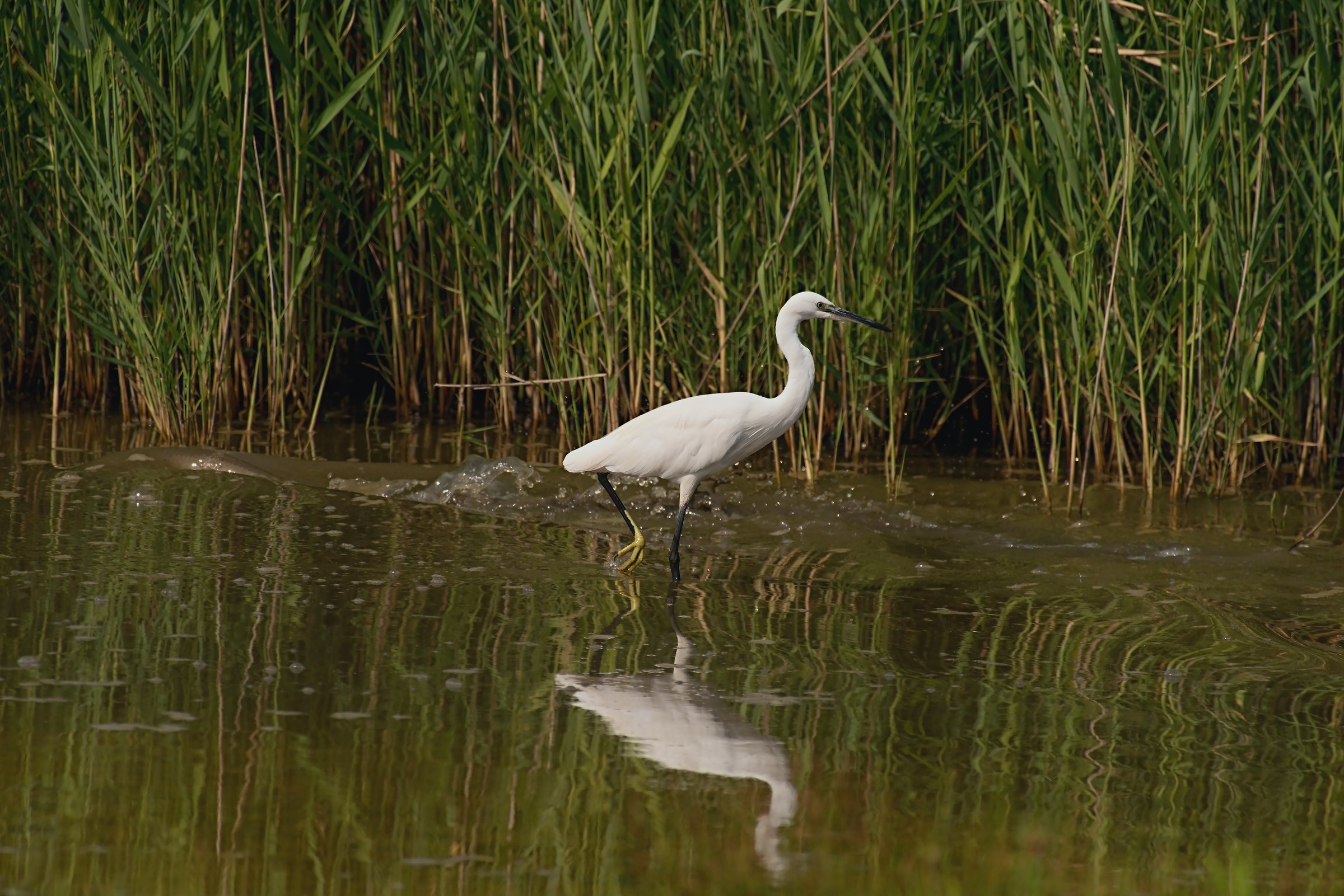 The Egret and Swamp Thing