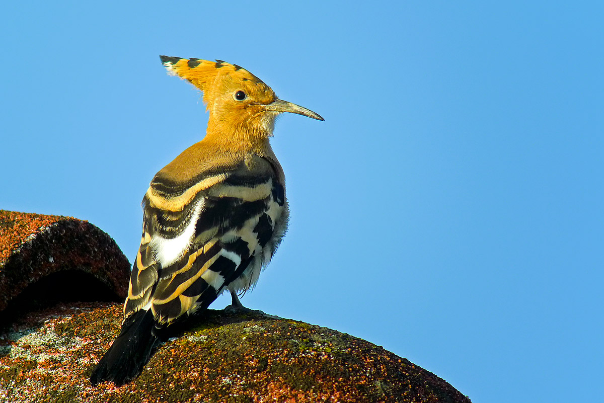 hoopoe