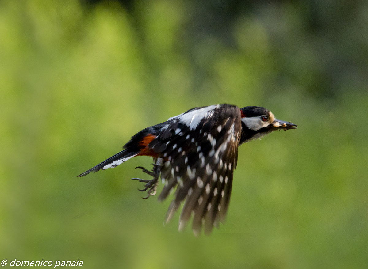 great spotted woodpecker