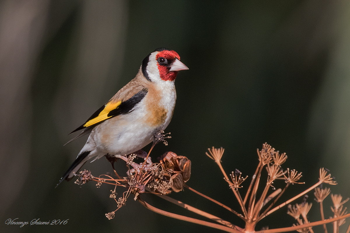 Cardellino Ancestrale (maschio)