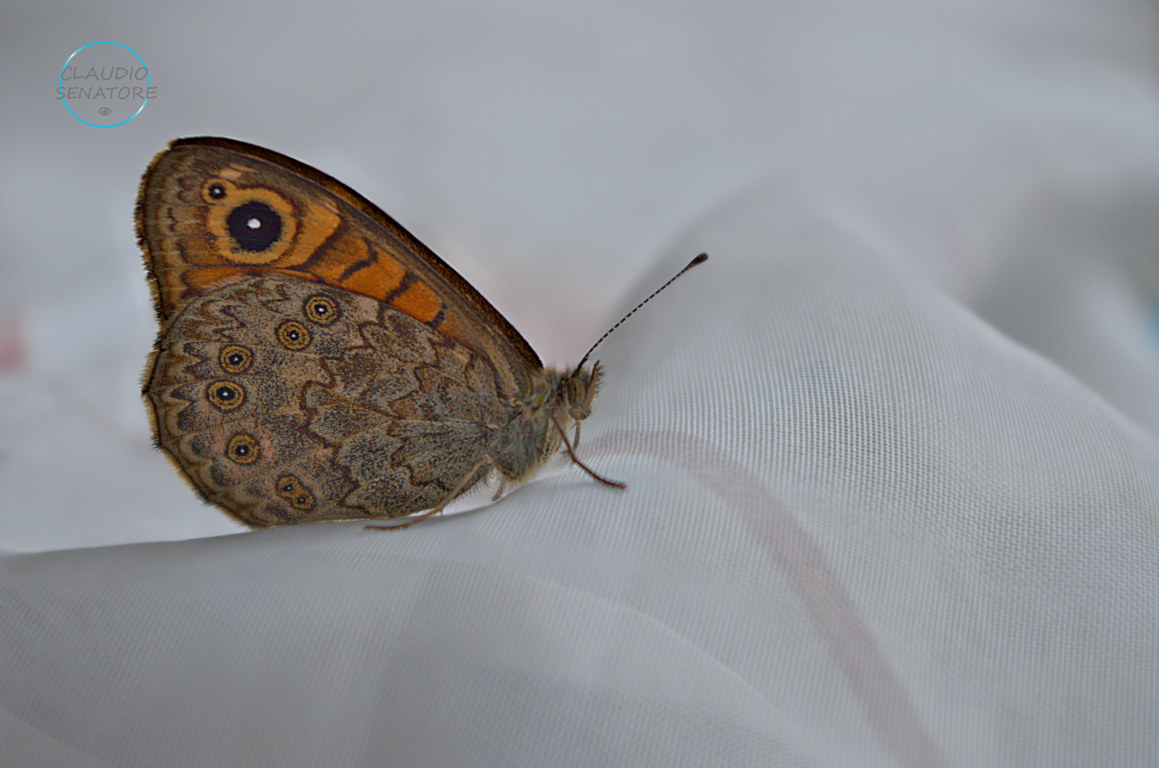 Finalmente riesco a fotografarne una!