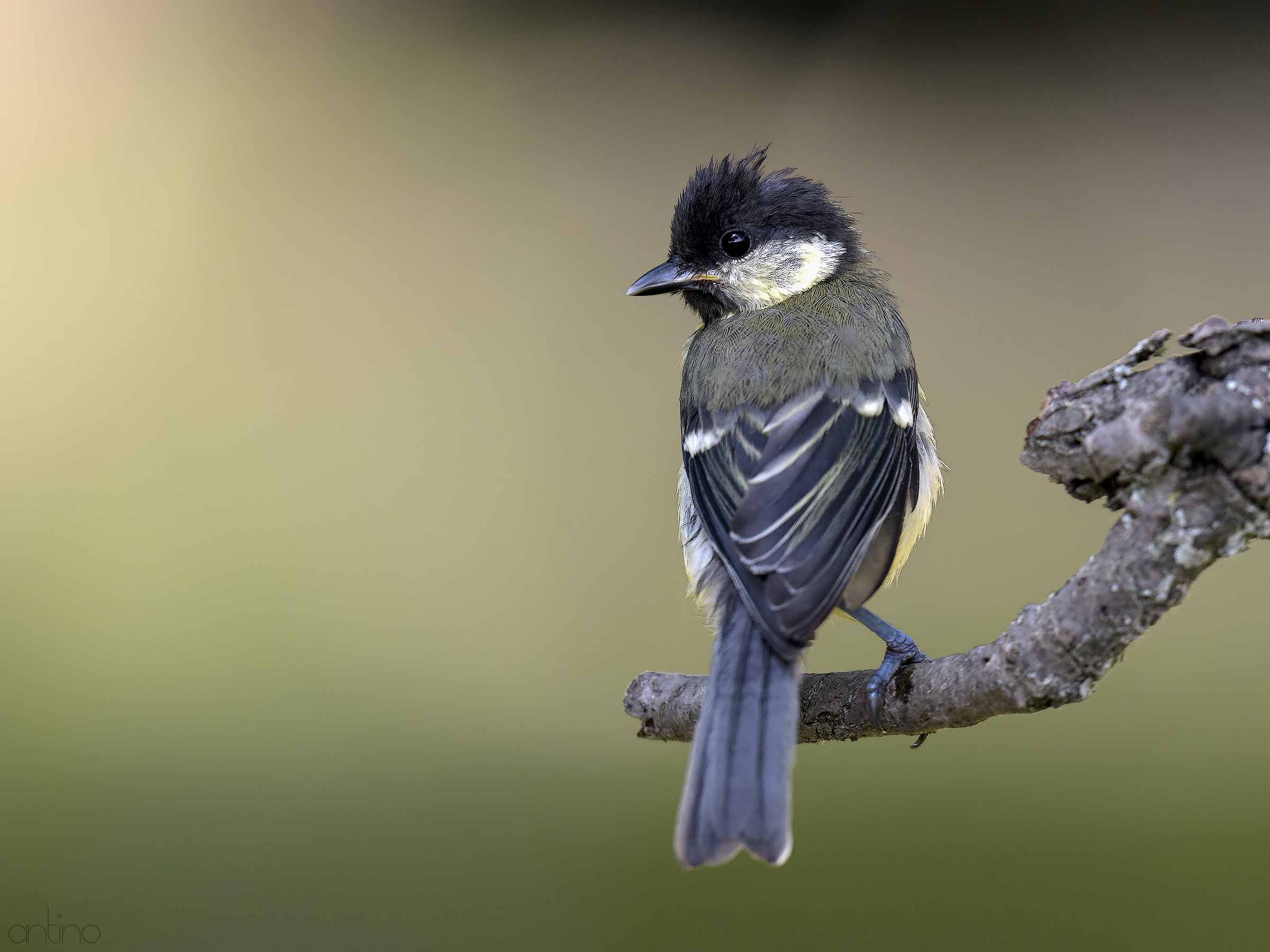 young tit