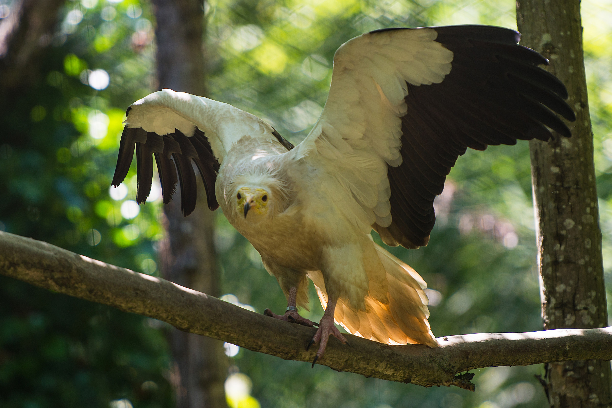 Egyptian vulture