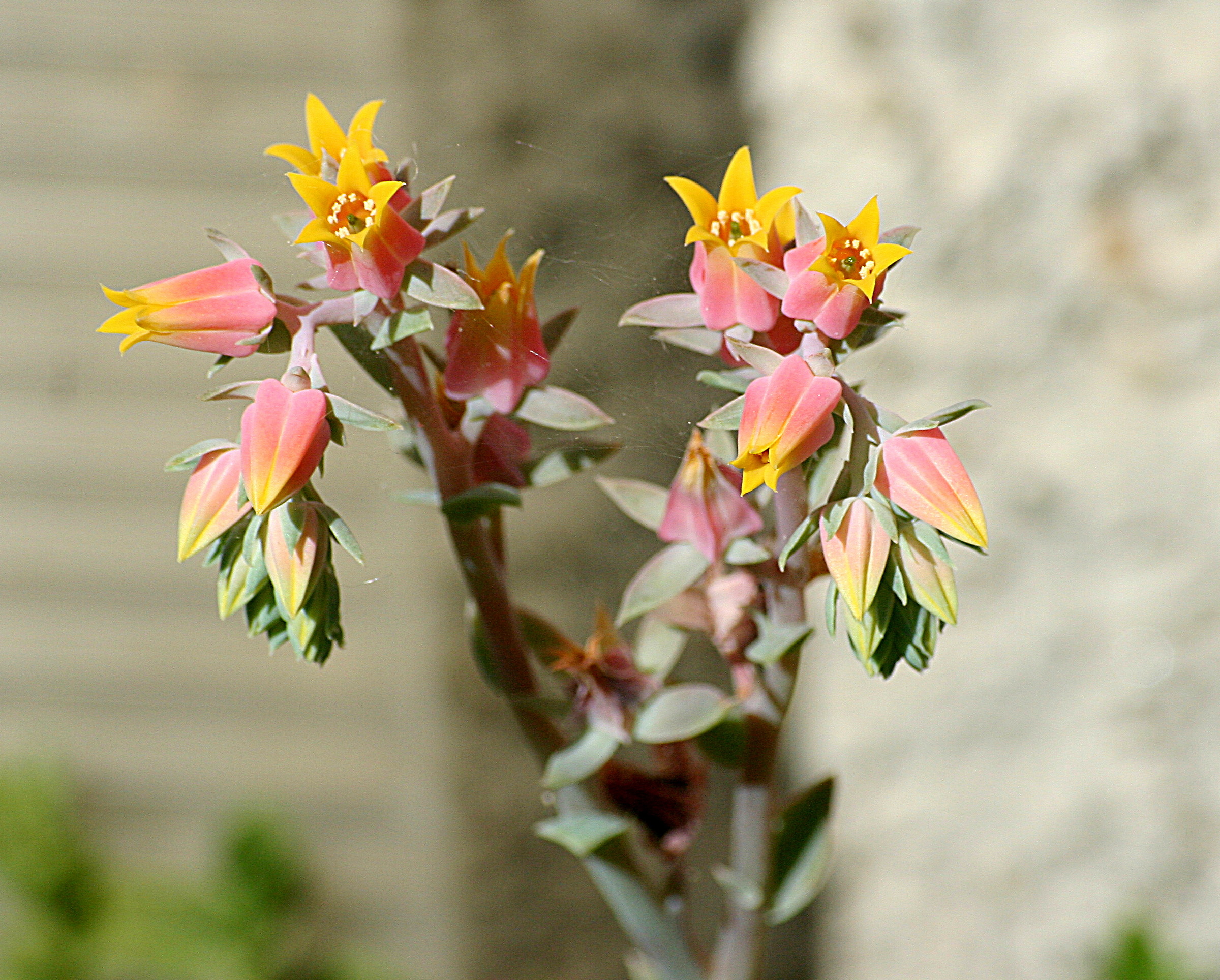 always look forward to their awakening