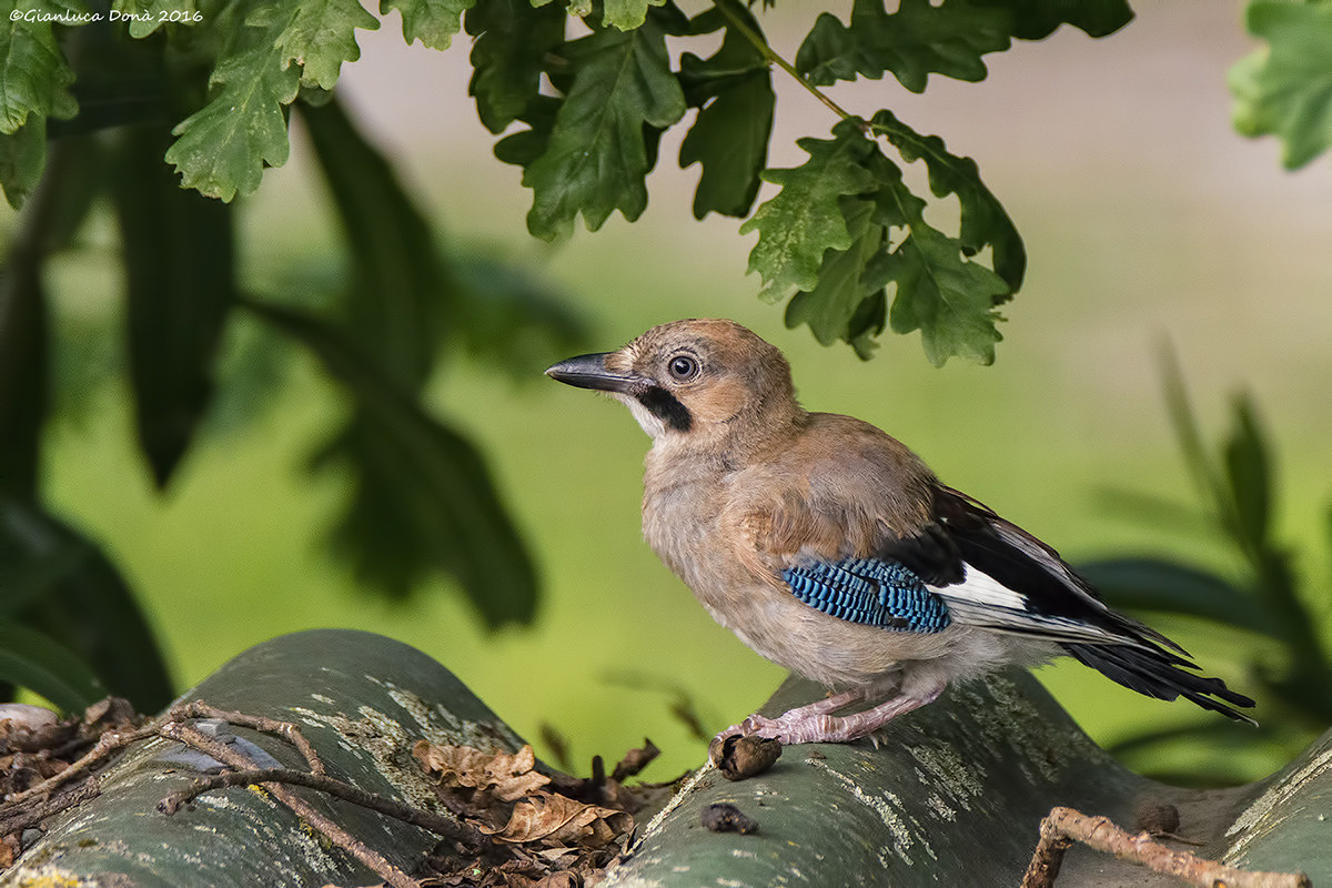 Garrulus glandarius L. 1758