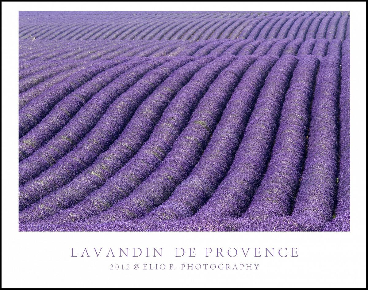 Lavandin de Provence