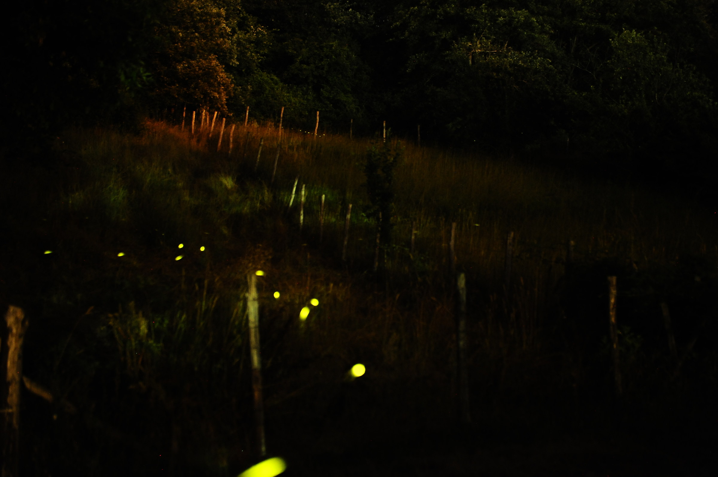 Fireflies