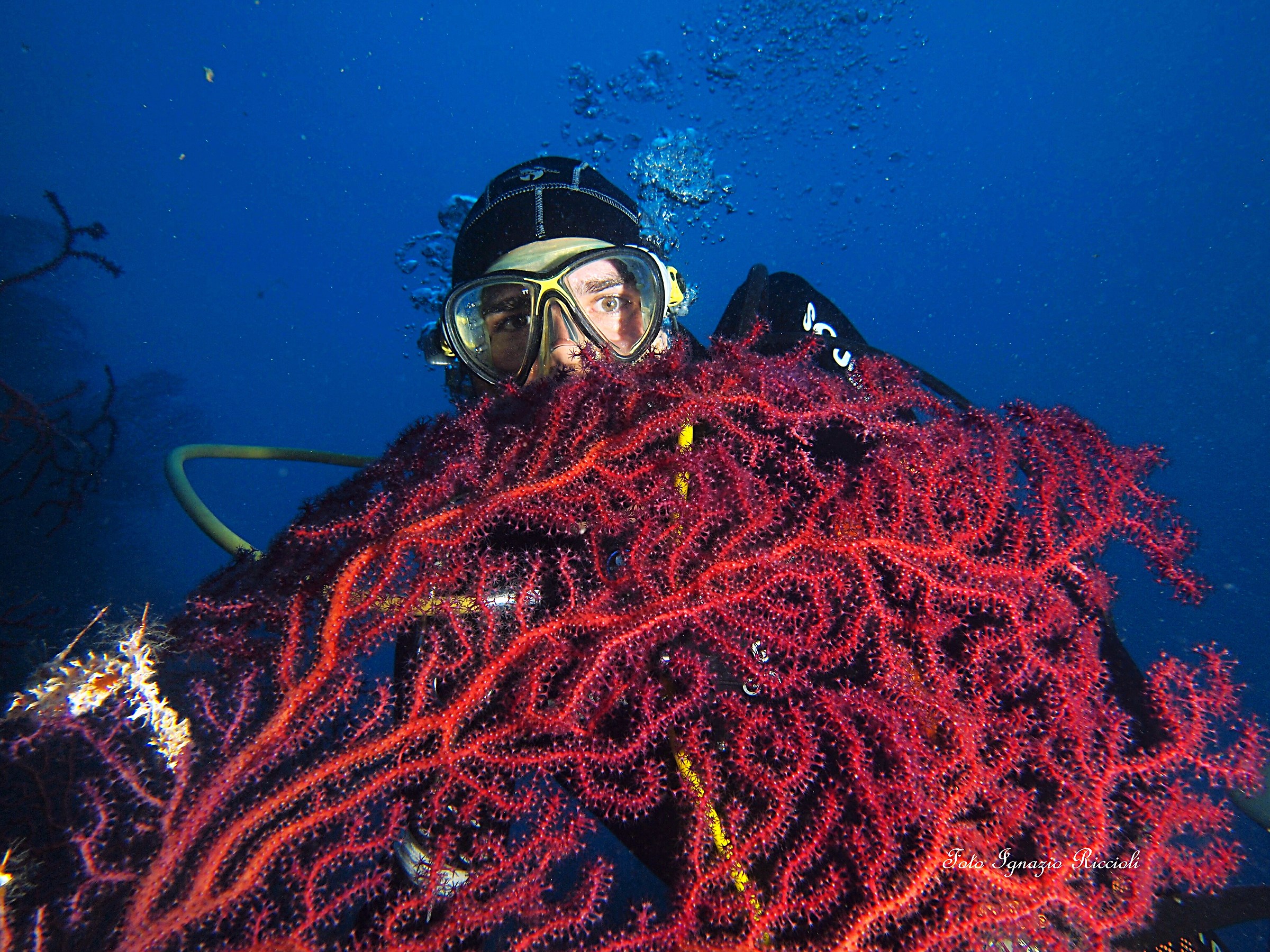 Paramuricea clavata con ospite subacqueo