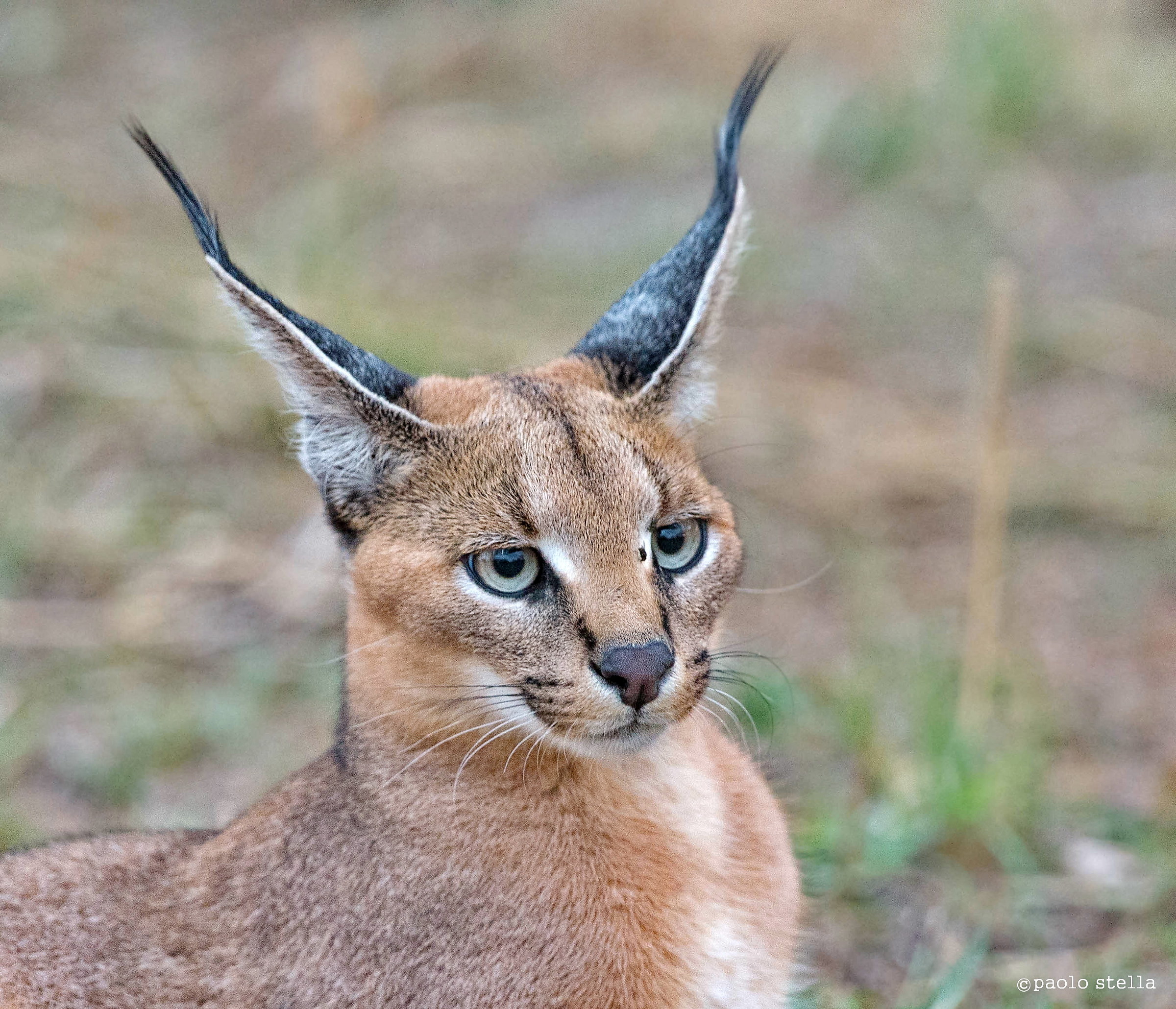 young portrait caracal