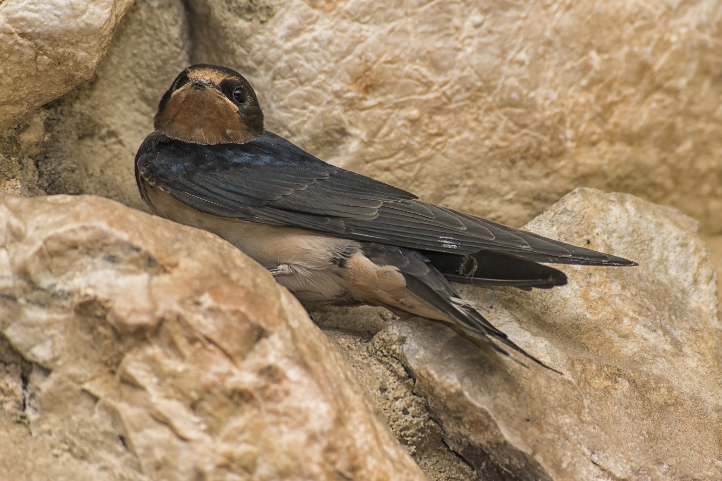 Una rondine non fa primavera...
