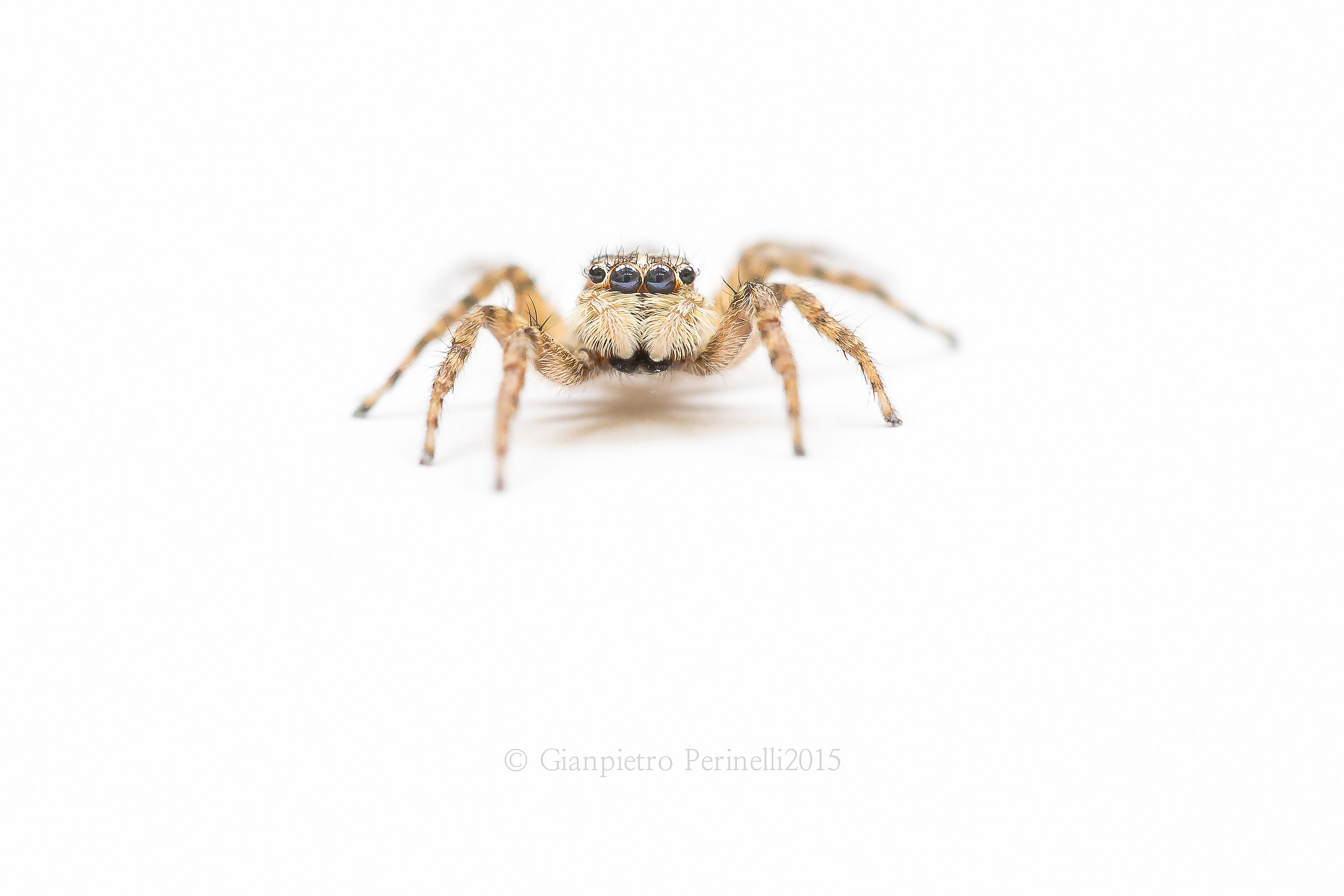 jumping spider