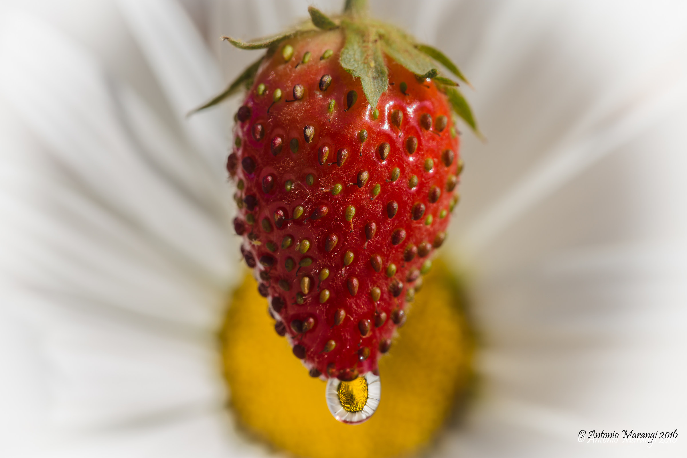 la fragola e la margherita