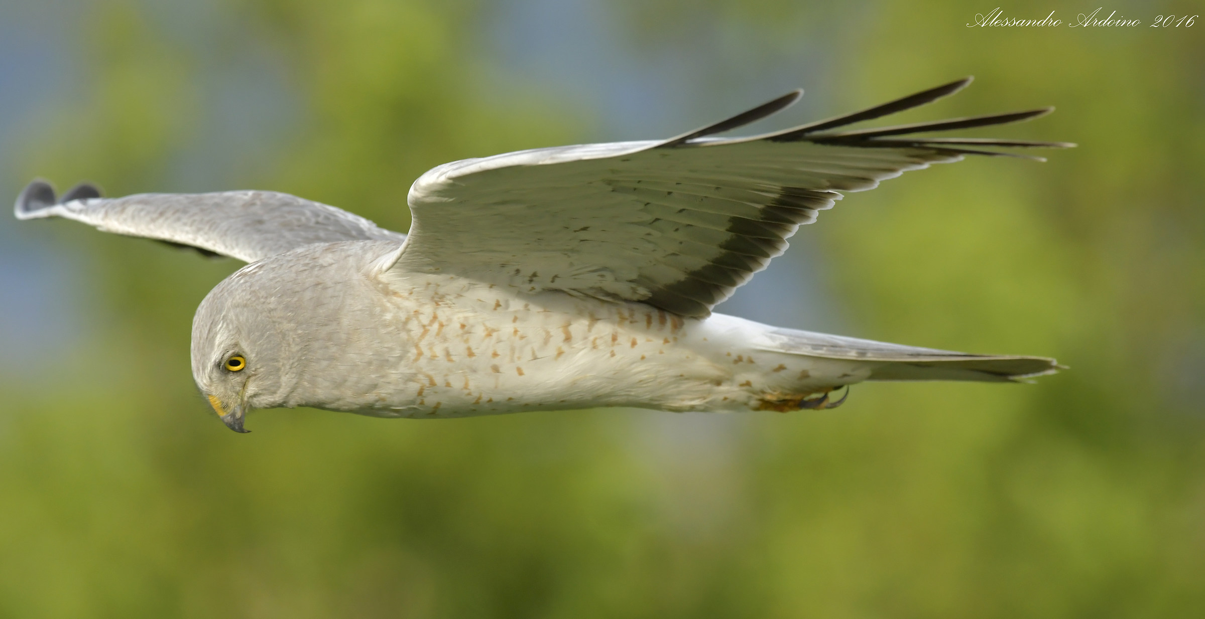 Super close encounter ...