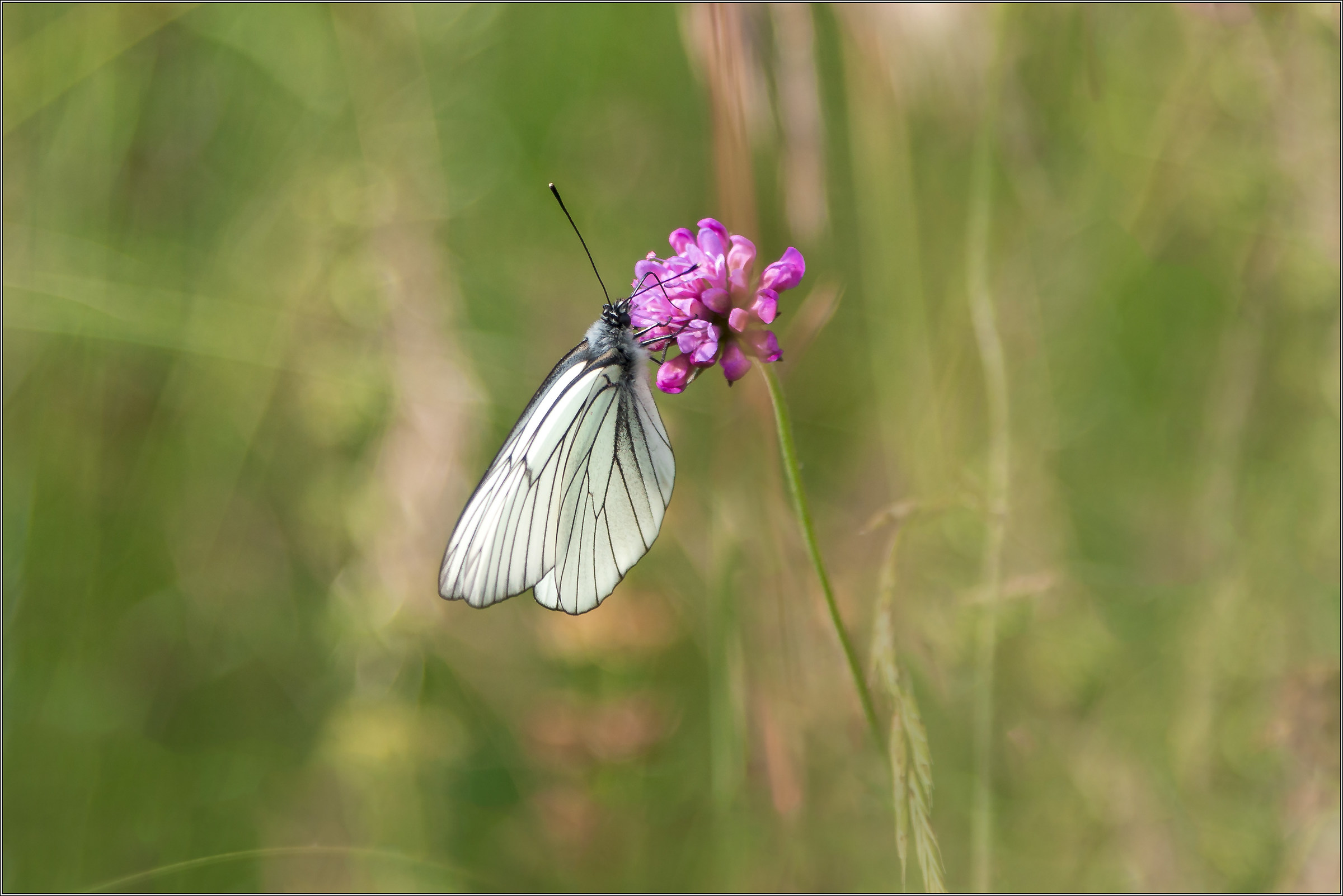 Black-veined White