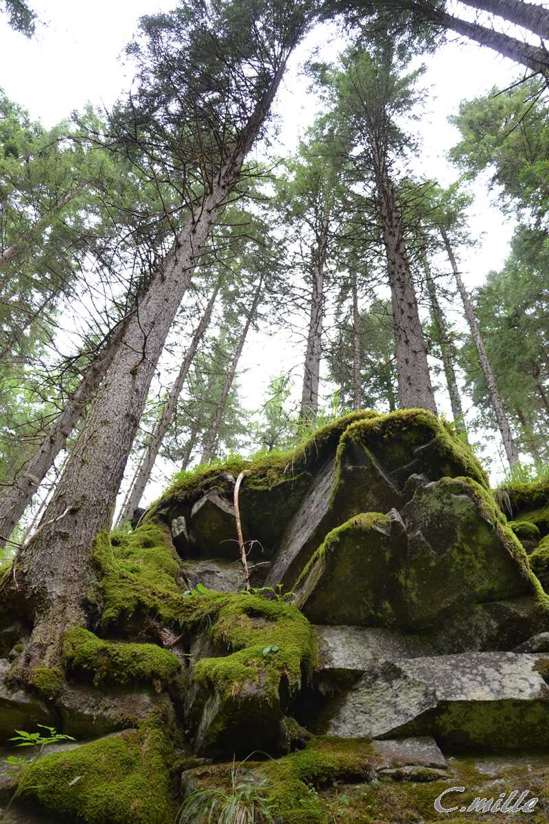 the dimensions of Nature